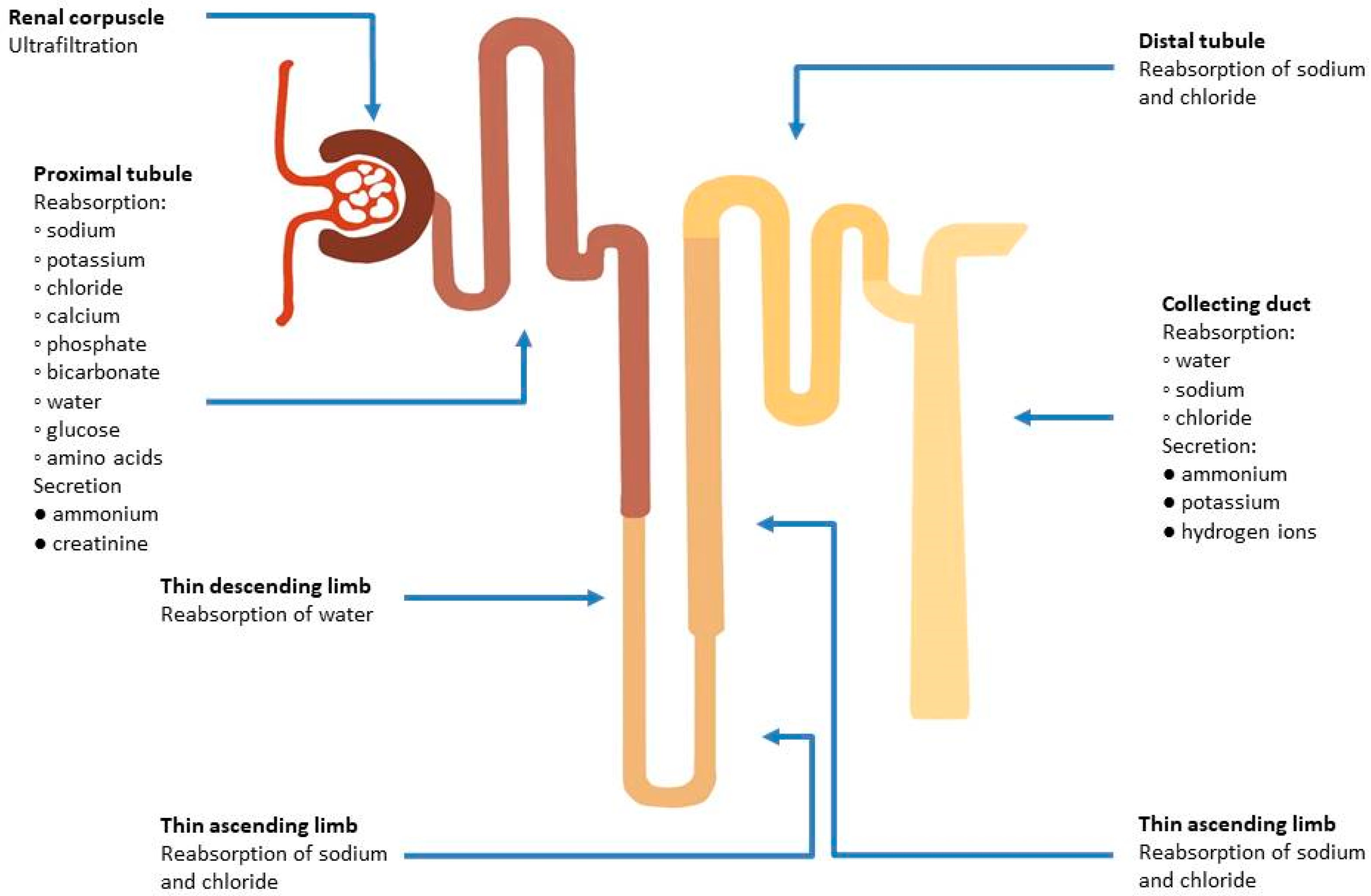 Biomolecules 13 00239 g002