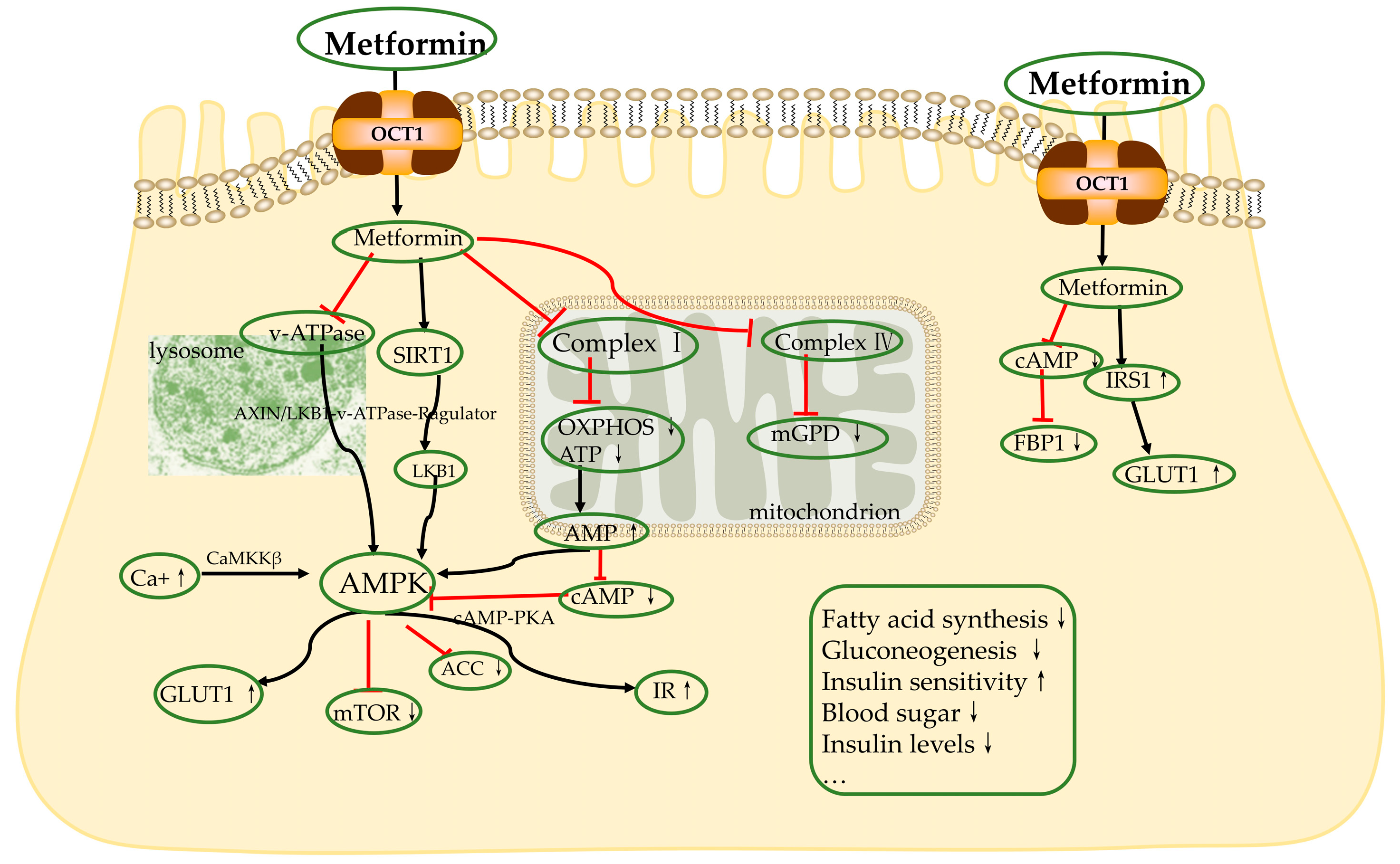 Biomolecules 13 00250 g002 Biomolecules 13 00250 g002