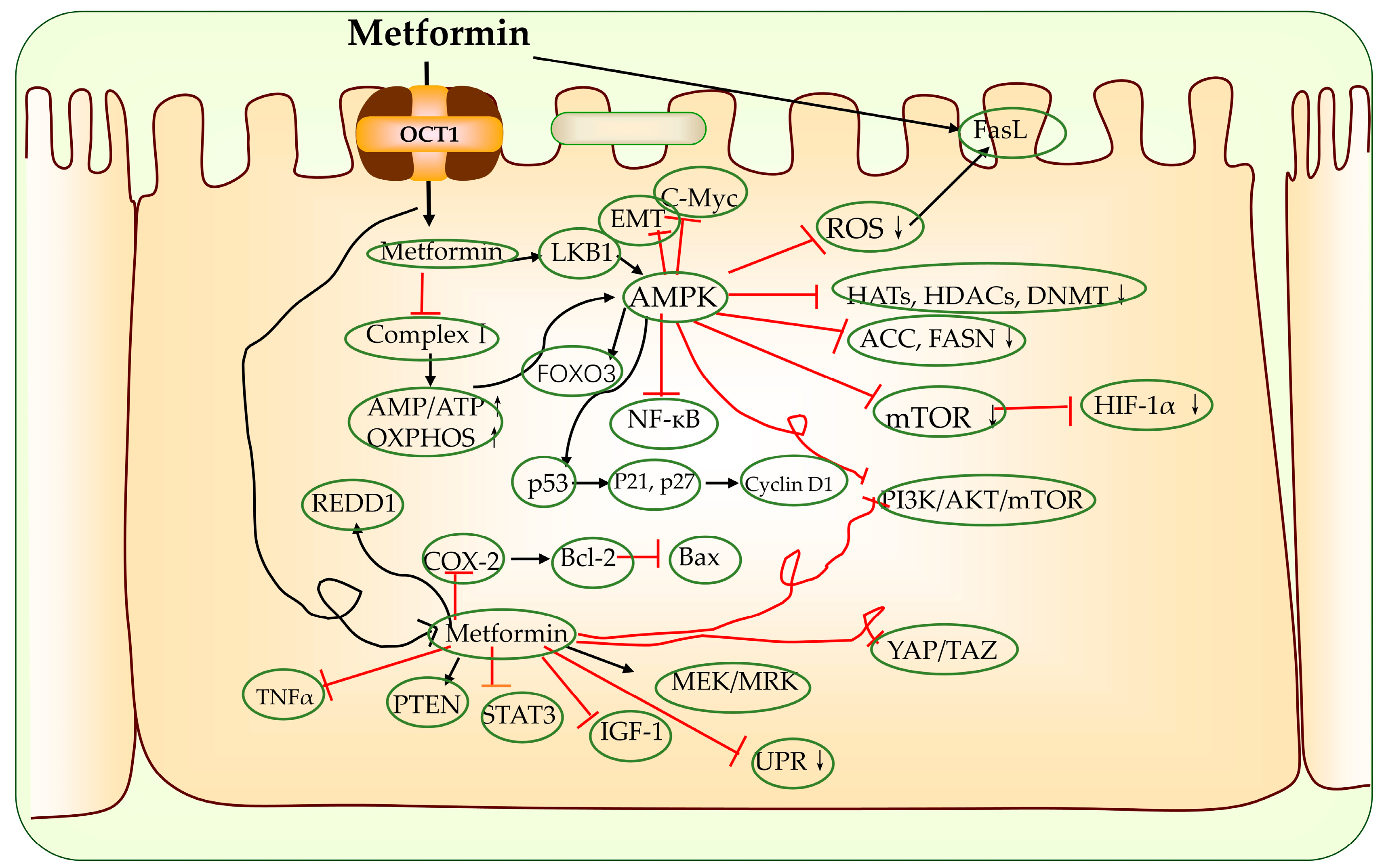Biomolecules 13 00250 g003 Biomolecules 13 00250 g003