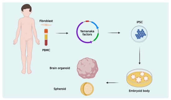 Modeling the mind: Brain organoids, cell models, and iPSCs take on  neurodegenerative disease, Science