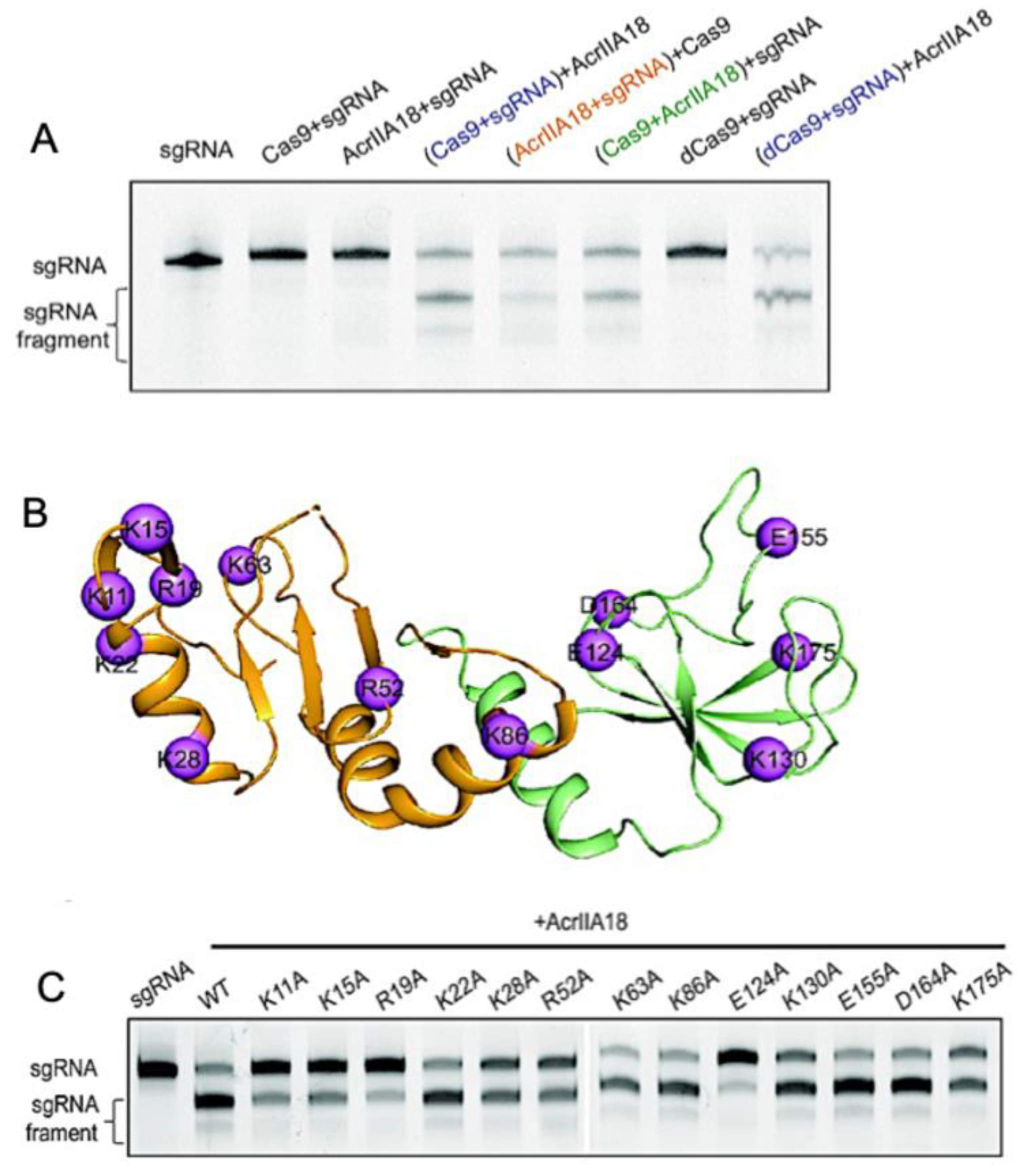 Biomolecules 13 00264 g006 Biomolecules 13 00264 g006
