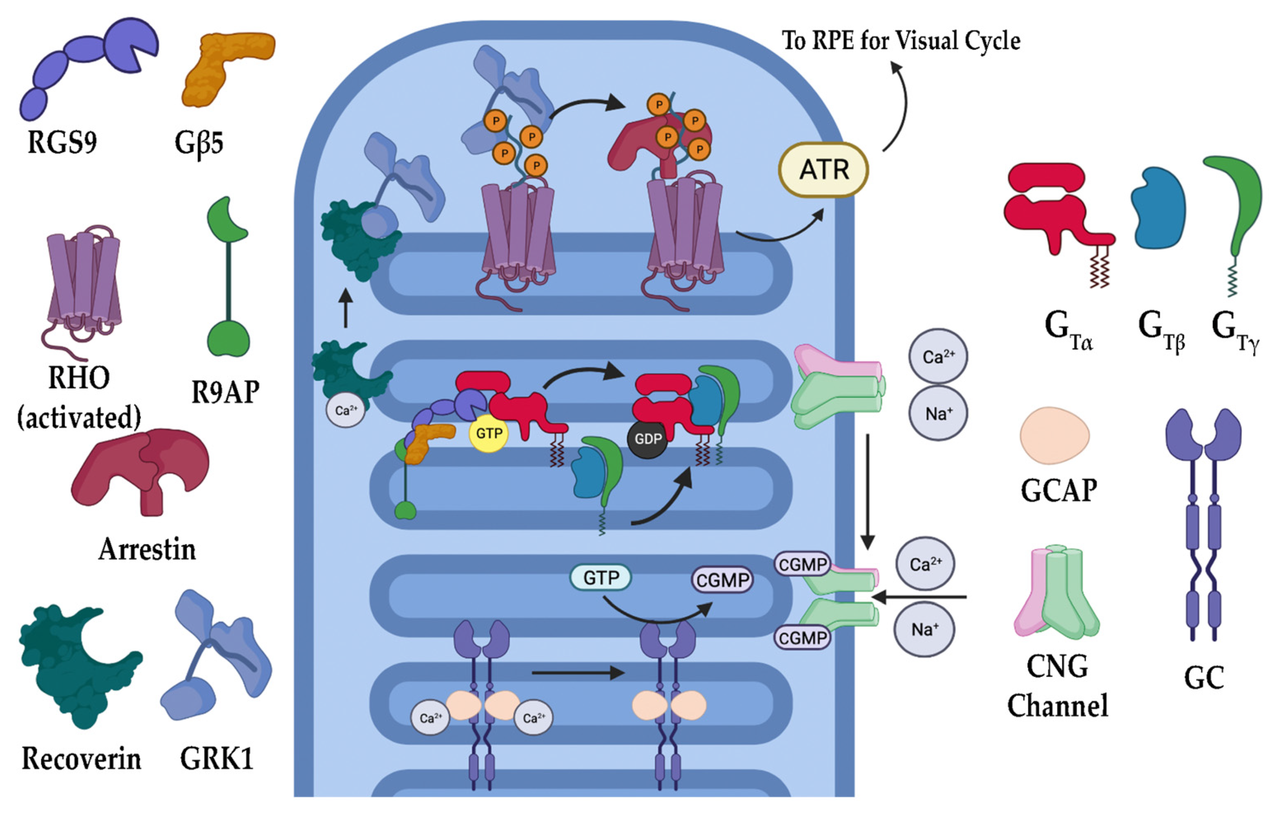 Biomolecules 13 00271 g003 Biomolecules 13 00271 g003