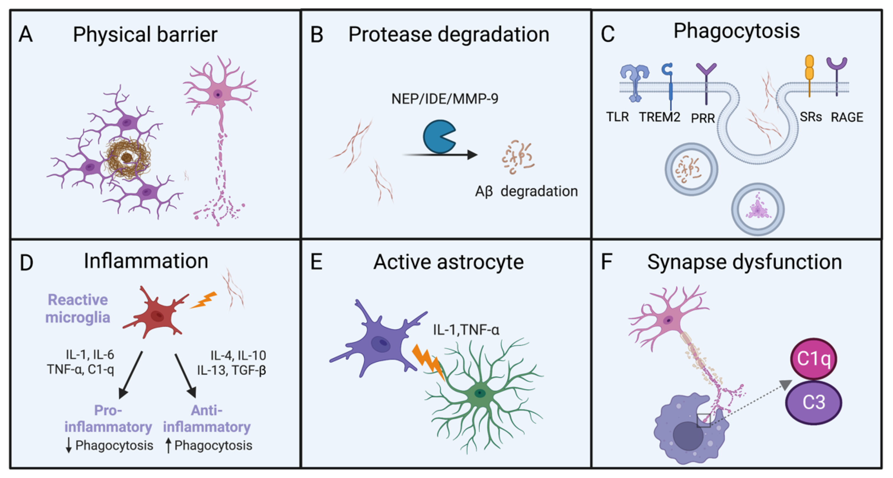 Biomolecules | Free Full-Text | The Amyloid-Beta Clearance: From Molecular  Targets to Glial and Neural Cells