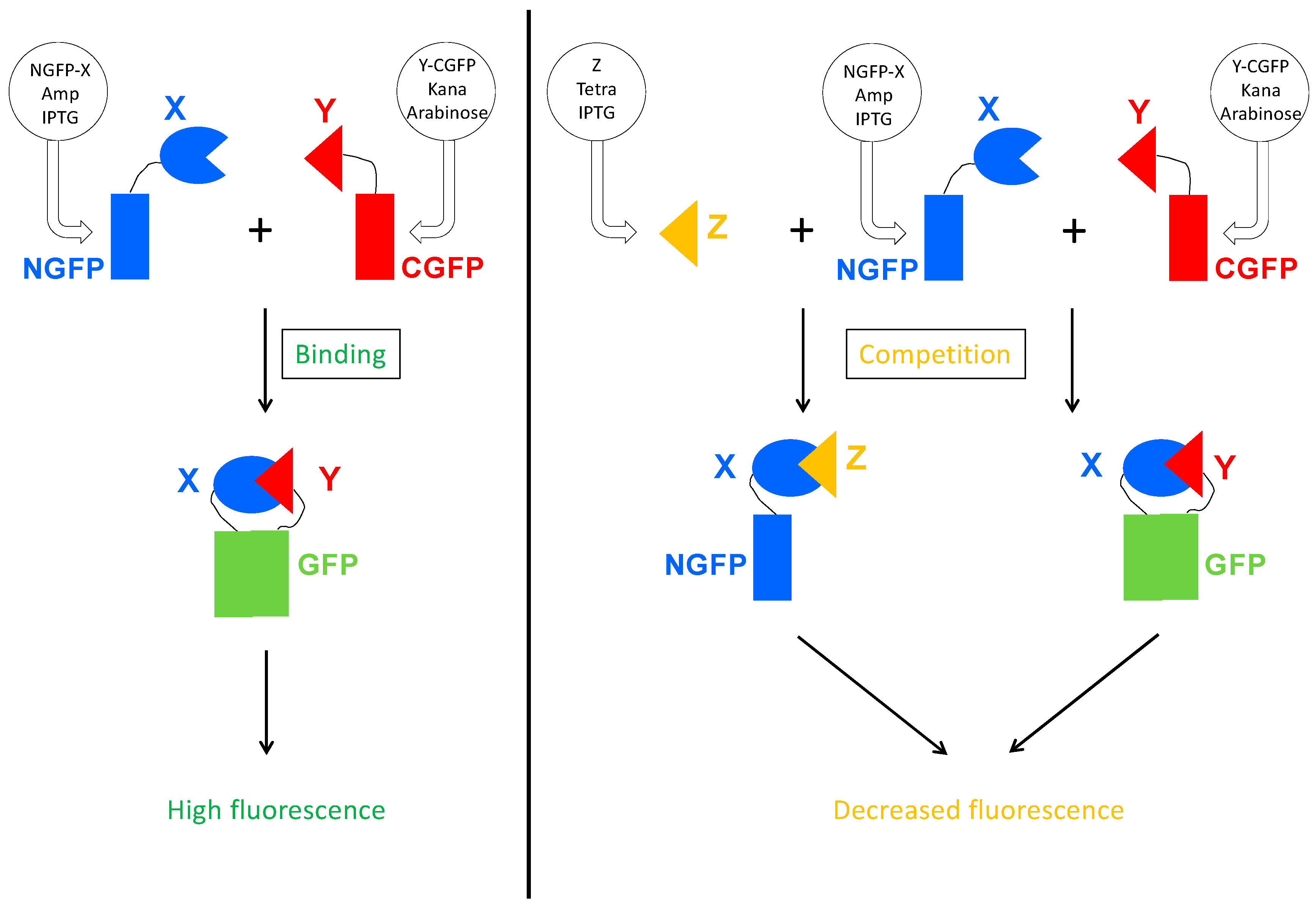 Biomolecules 13 00354 g003 Biomolecules 13 00354 g003