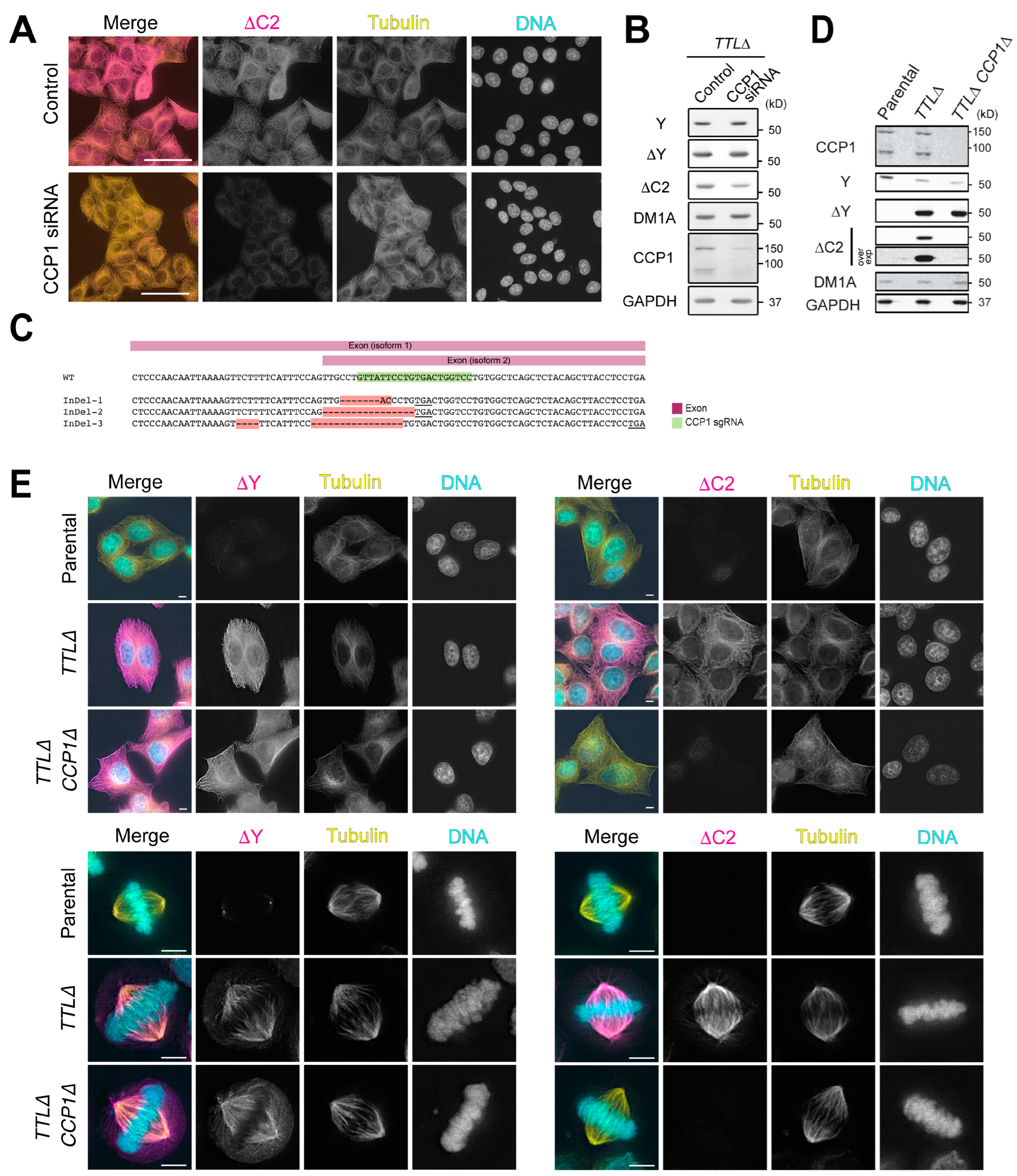 Biomolecules 13 00357 g003 Biomolecules 13 00357 g003