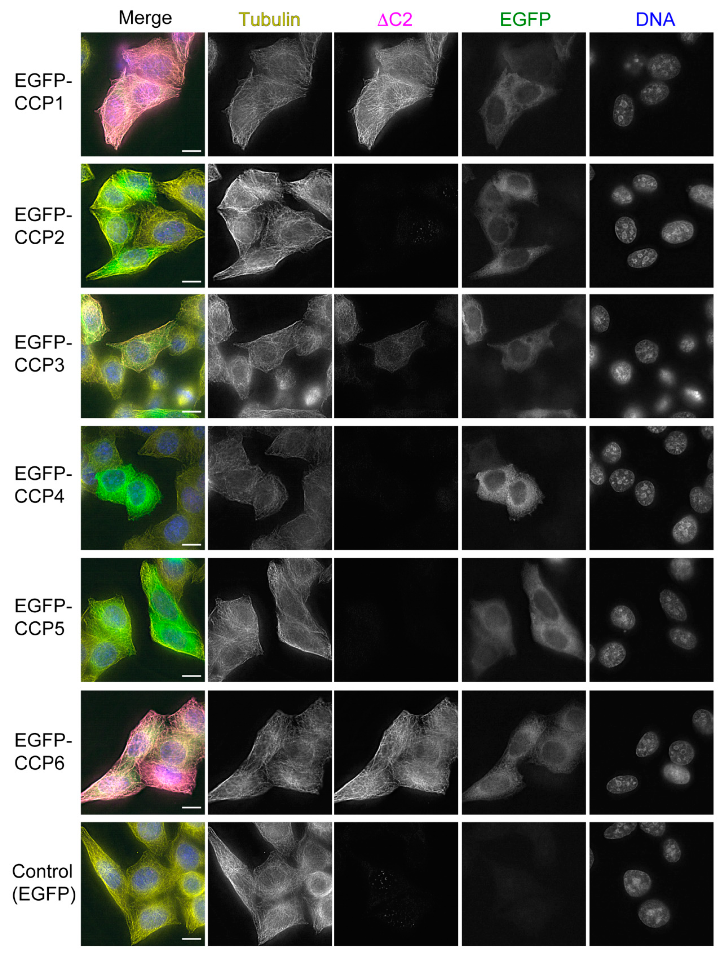 Biomolecules 13 00357 g007 Biomolecules 13 00357 g007