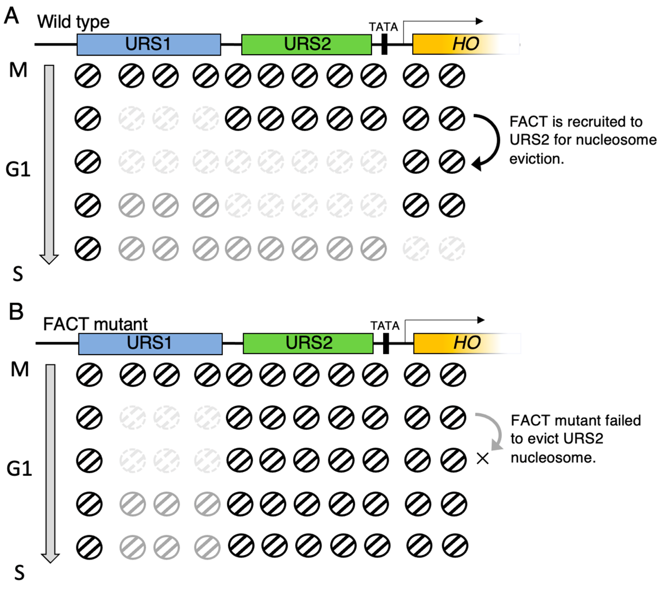 Biomolecules 13 00377 g004