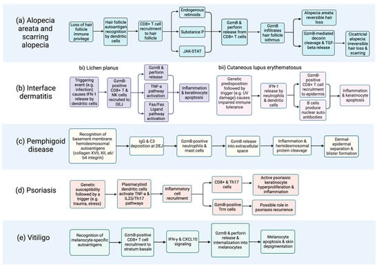 Biomolecules | Free Full-Text | Granzyme B In Autoimmune Skin Disease