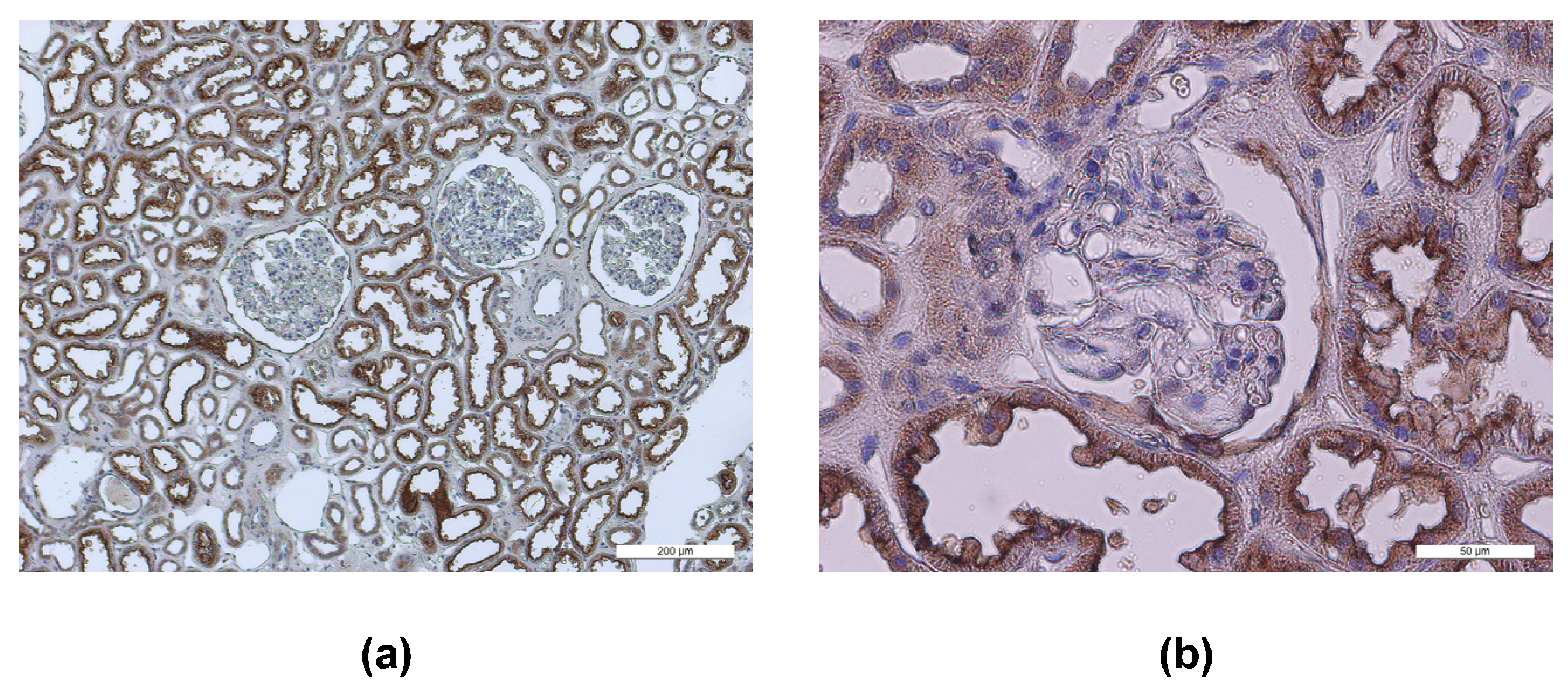Biomolecules 13 00472 g002 Biomolecules 13 00472 g002