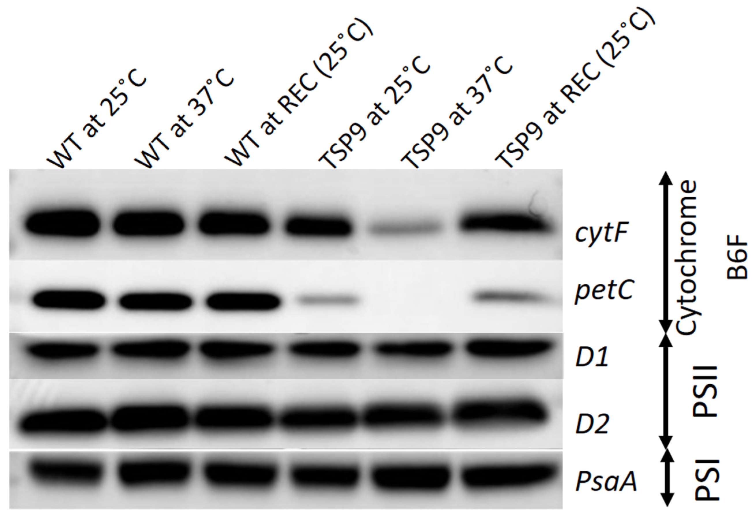 Biomolecules 13 00537 g003