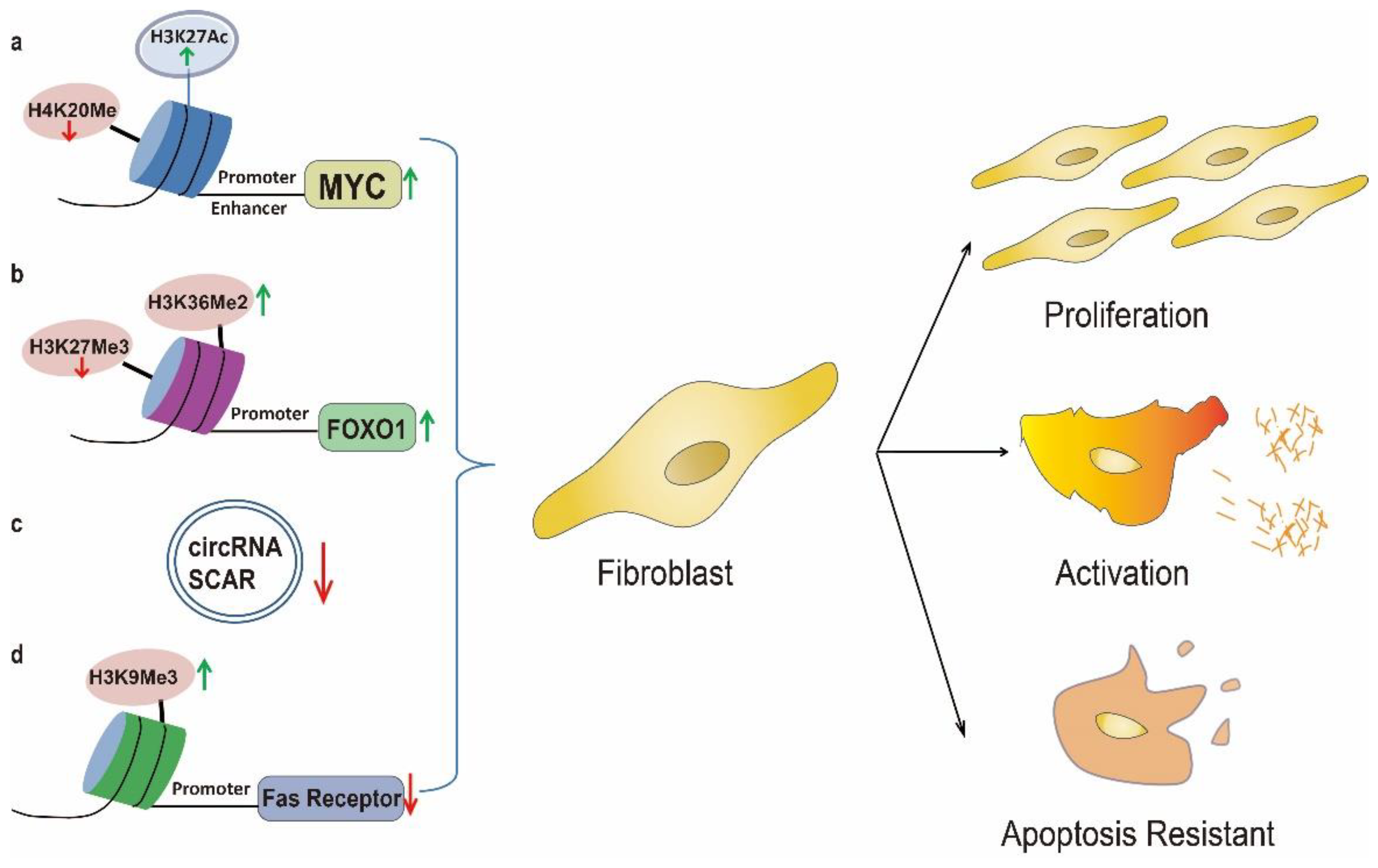 Biomolecules | Free Full-Text | High-Fat Diet Related Lung  Fibrosis-Epigenetic Regulation Matters