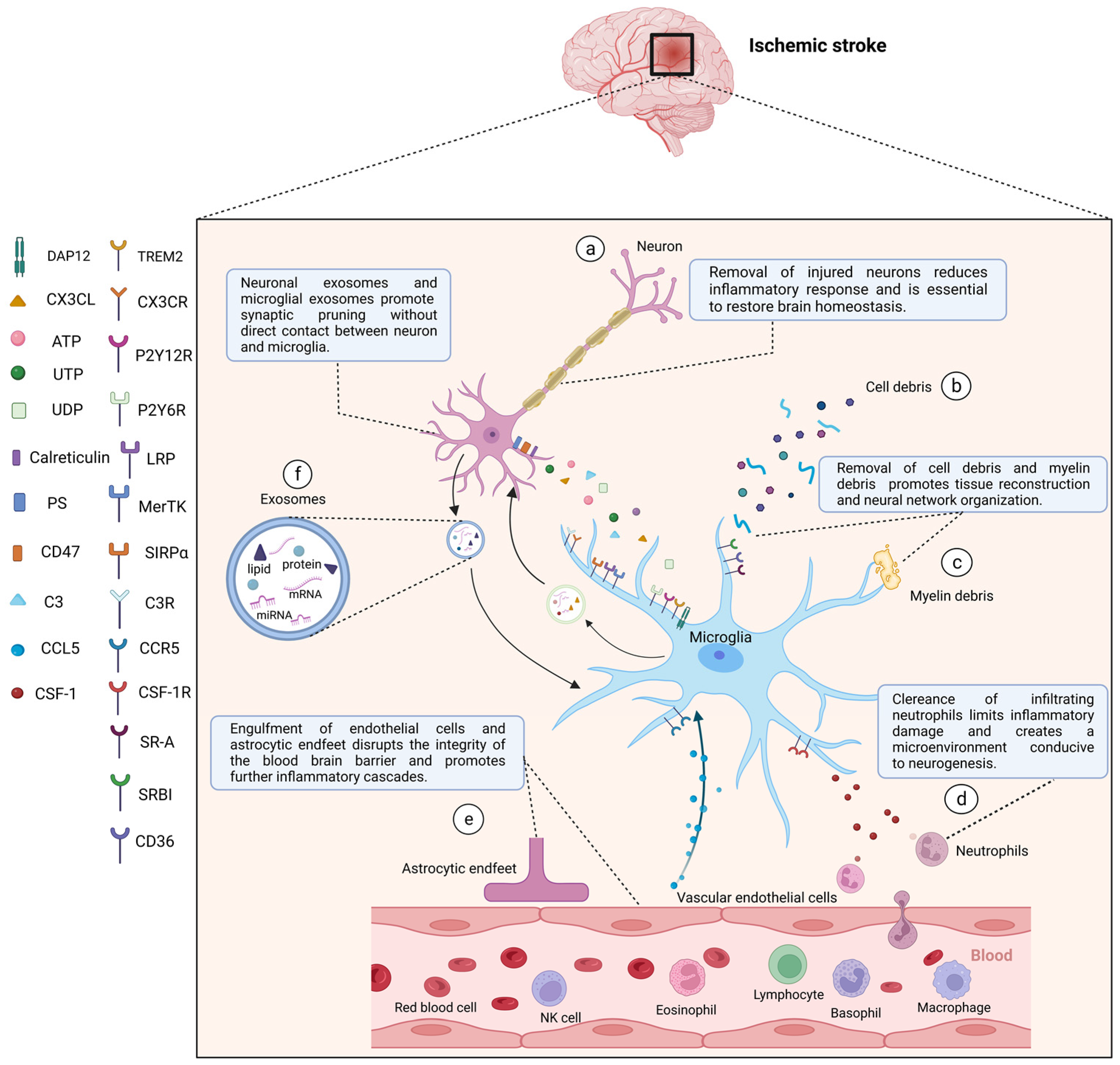 Stroke subtype-dependent synapse elimination by reactive gliosis in mice