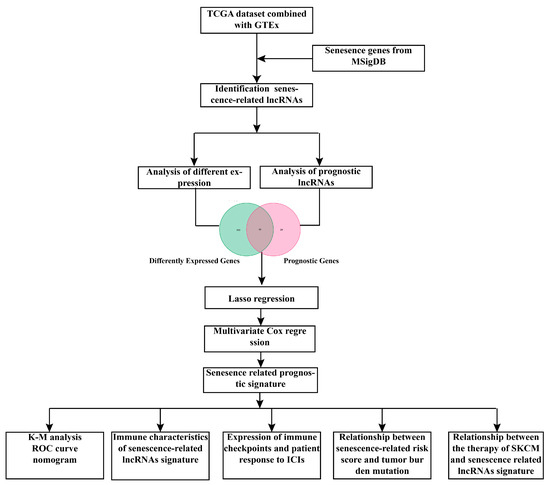 Characterization of long noncoding RNA and messenger RNA signatures in  melanoma tumorigenesis and metastasis