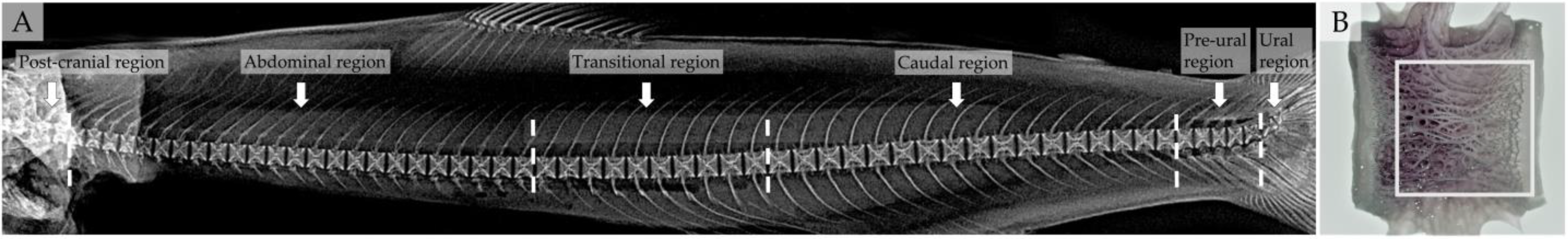 Biomolecules 13 00663 g002 Biomolecules 13 00663 g002