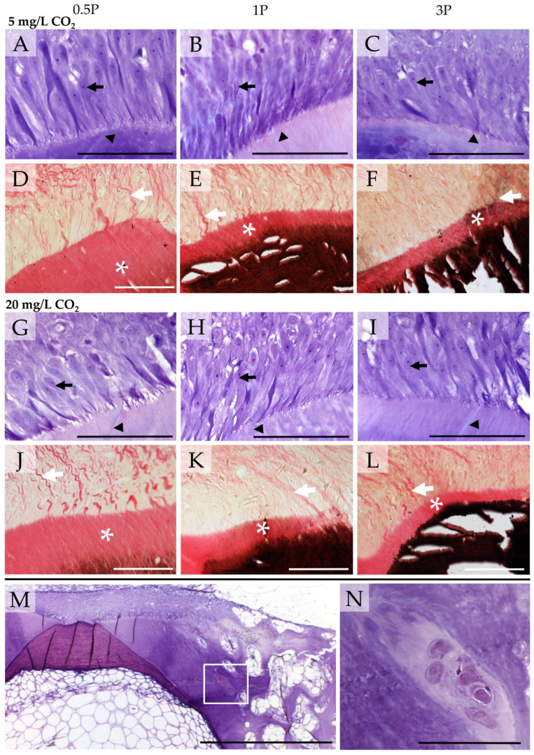 Biomolecules 13 00663 g007 Biomolecules 13 00663 g007