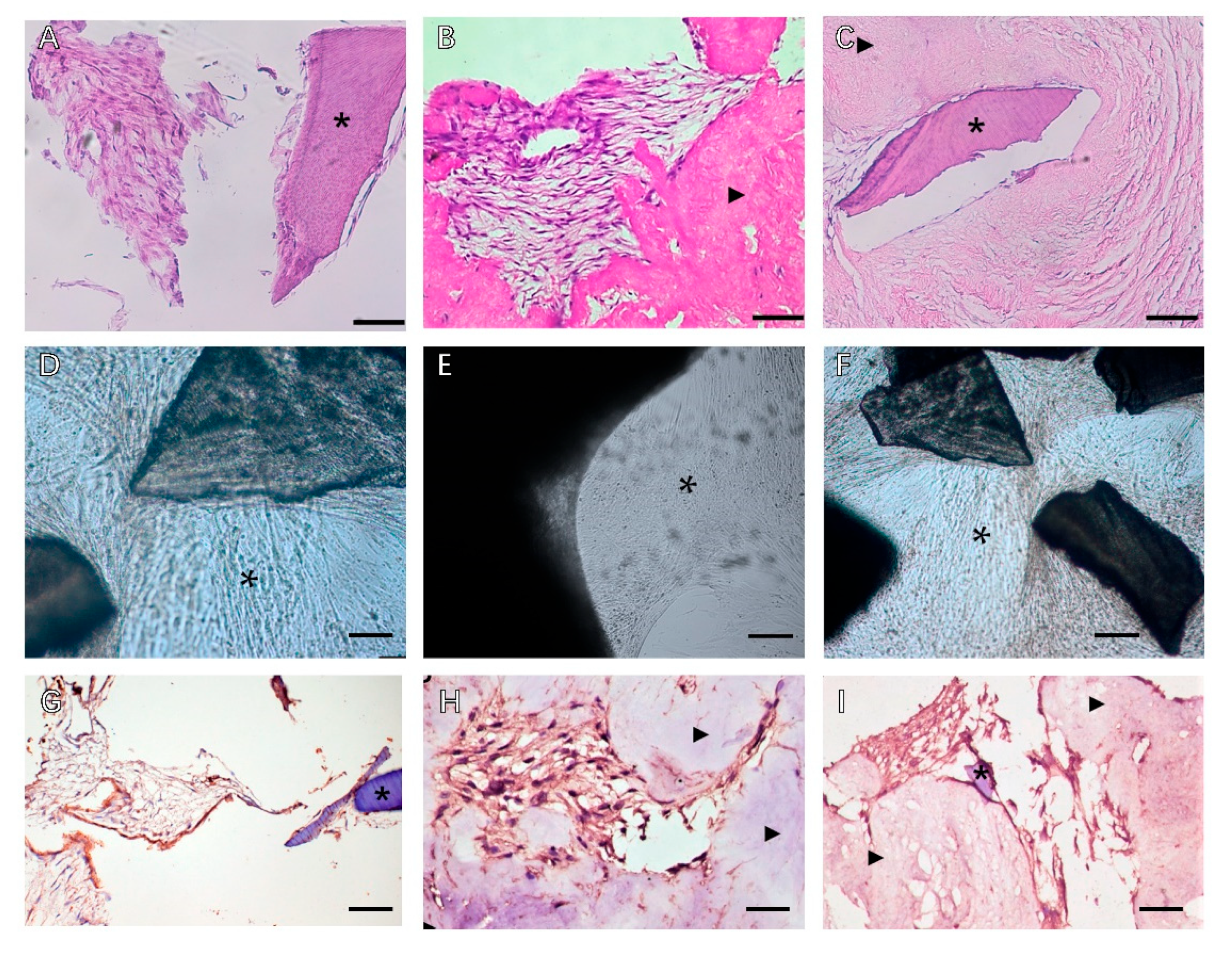 Biomolecules 13 00673 g002