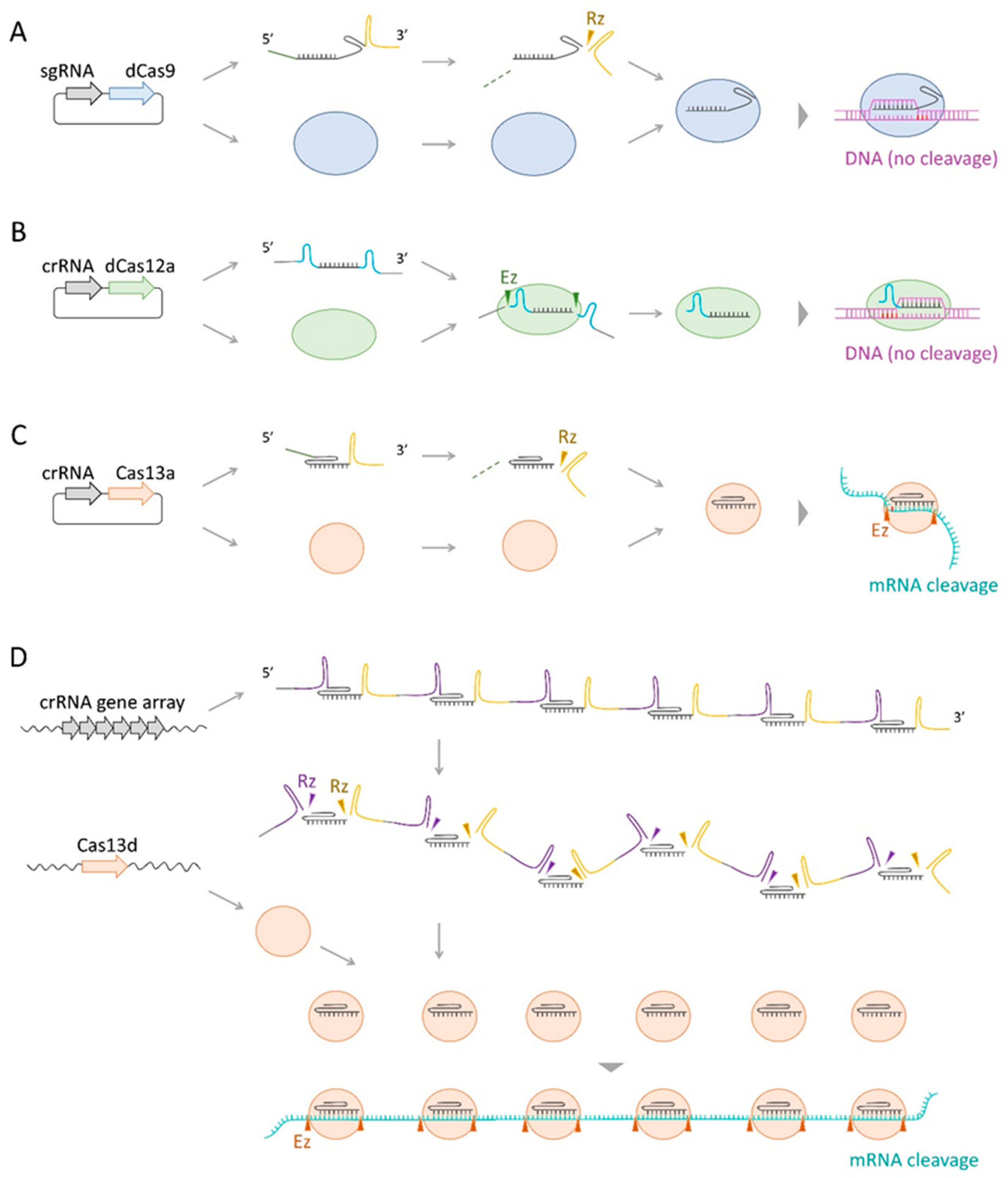 Biomolecules 13 00716 g001 Biomolecules 13 00716 g001