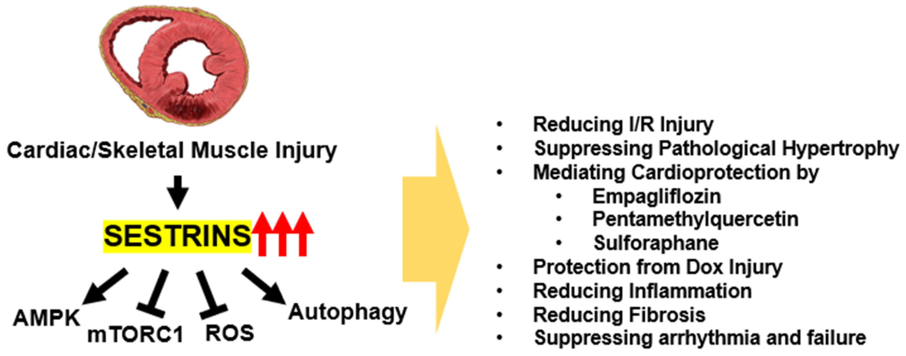 Biomolecules 13 00722 g002 Biomolecules 13 00722 g002
