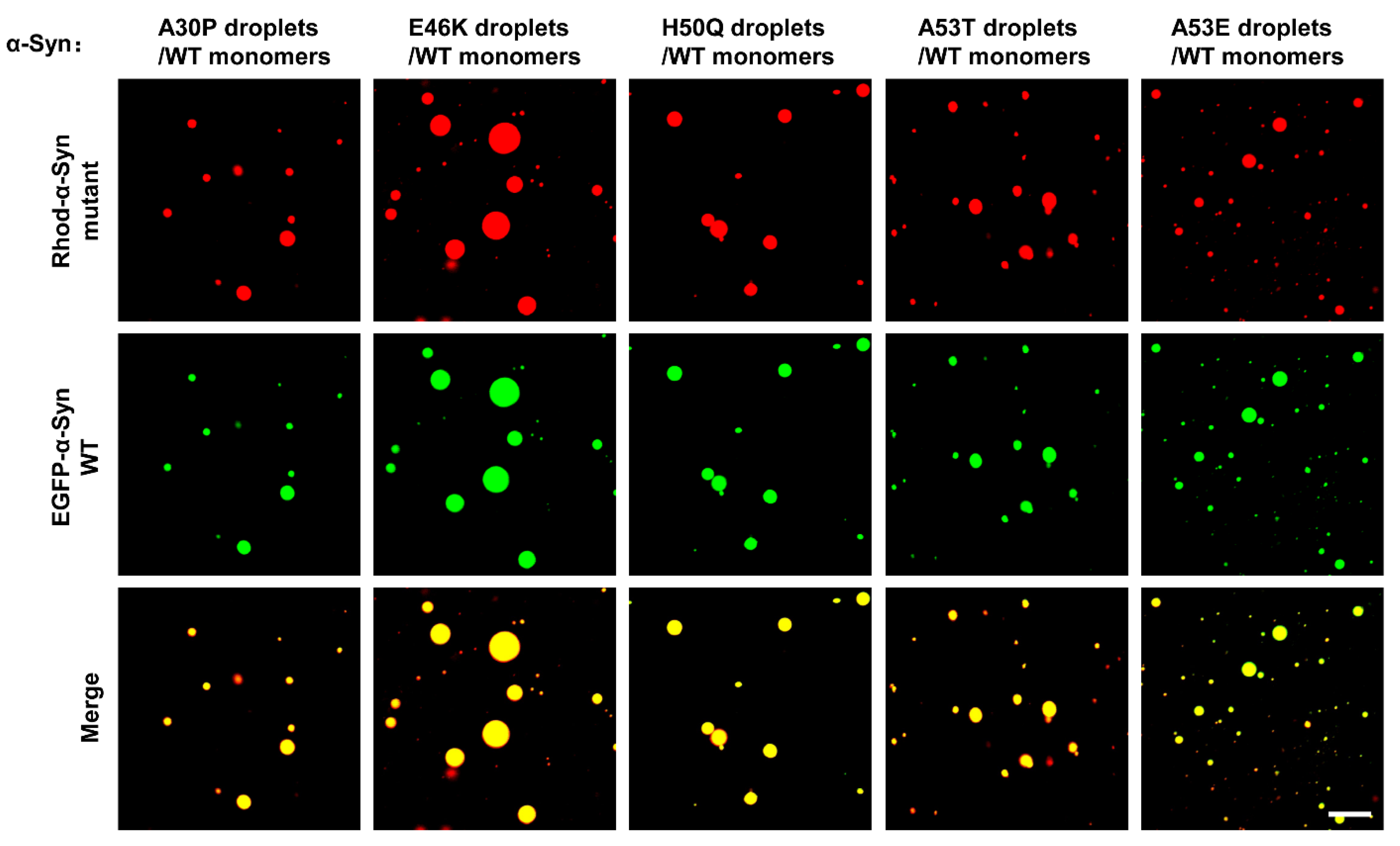 Biomolecules 13 00726 g004 Biomolecules 13 00726 g004