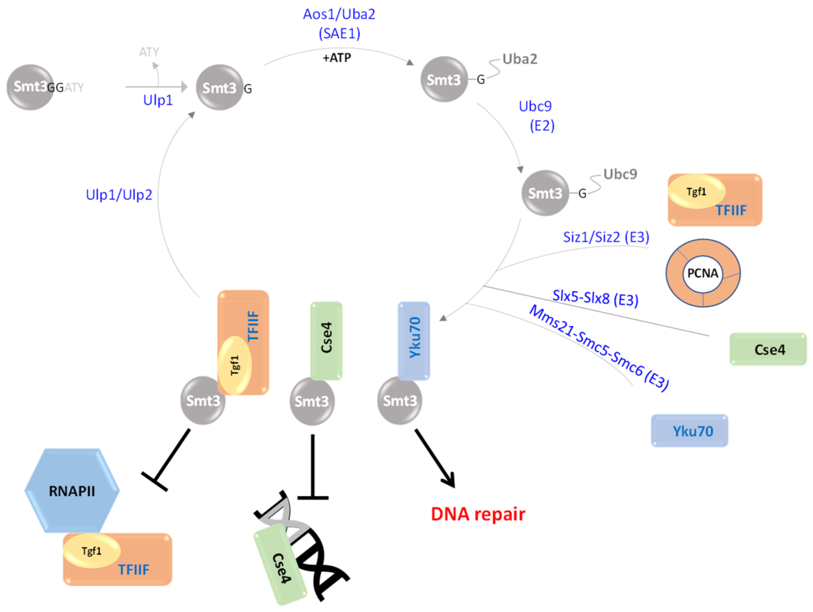 Biomolecules 13 00734 g003 Biomolecules 13 00734 g003