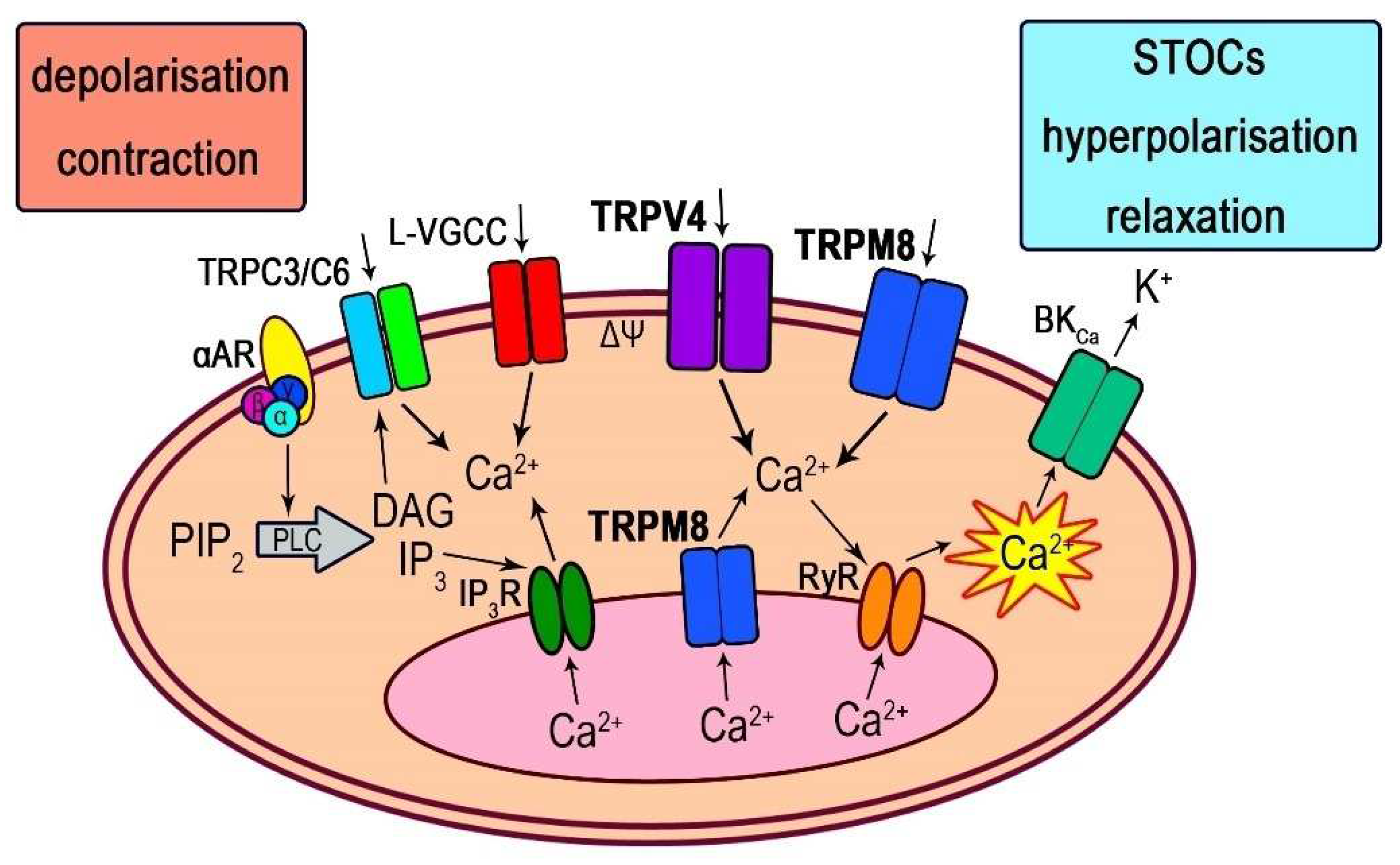 Biomolecules 13 00759 g008 Biomolecules 13 00759 g008