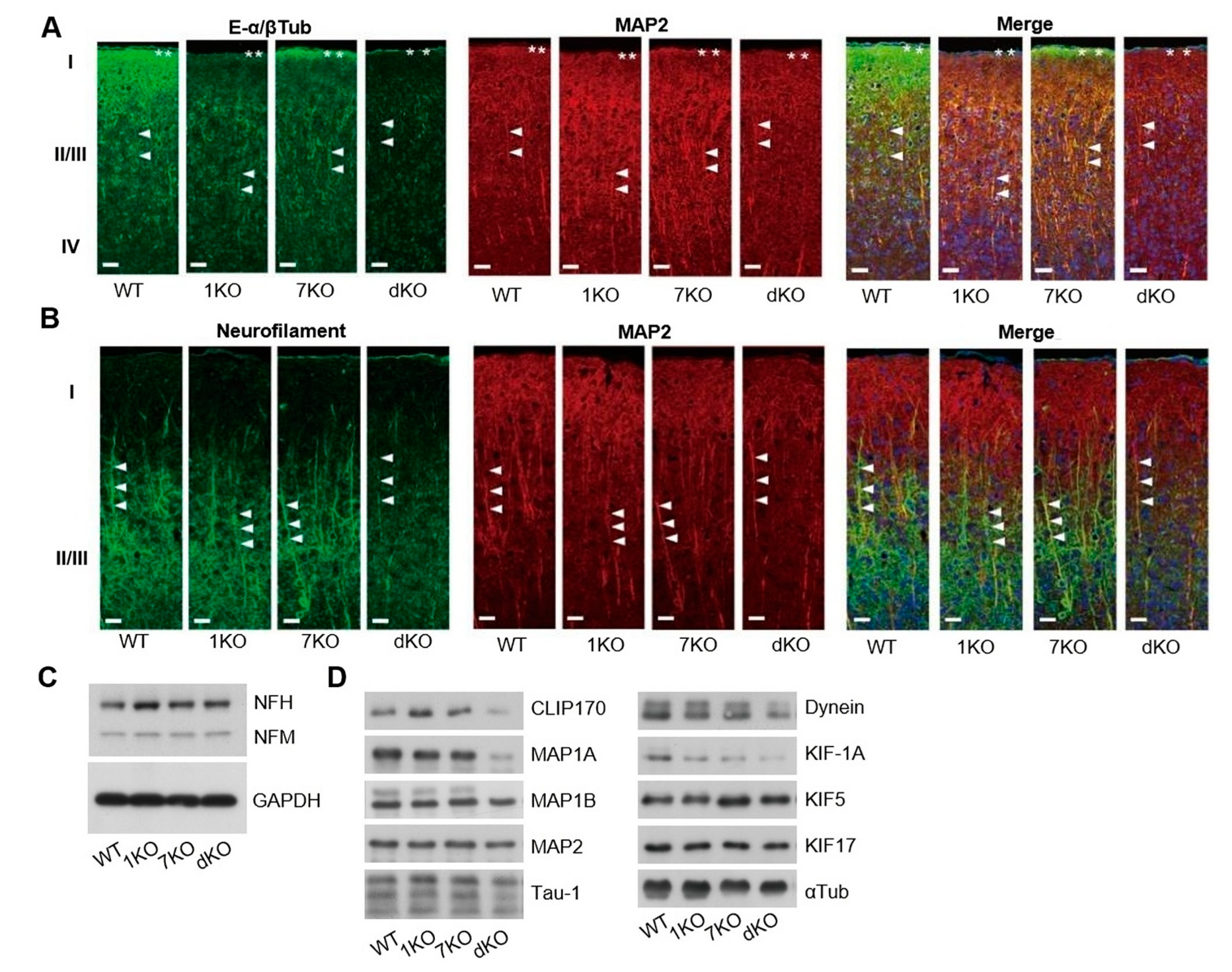 Biomolecules 13 00784 g005 Biomolecules 13 00784 g005