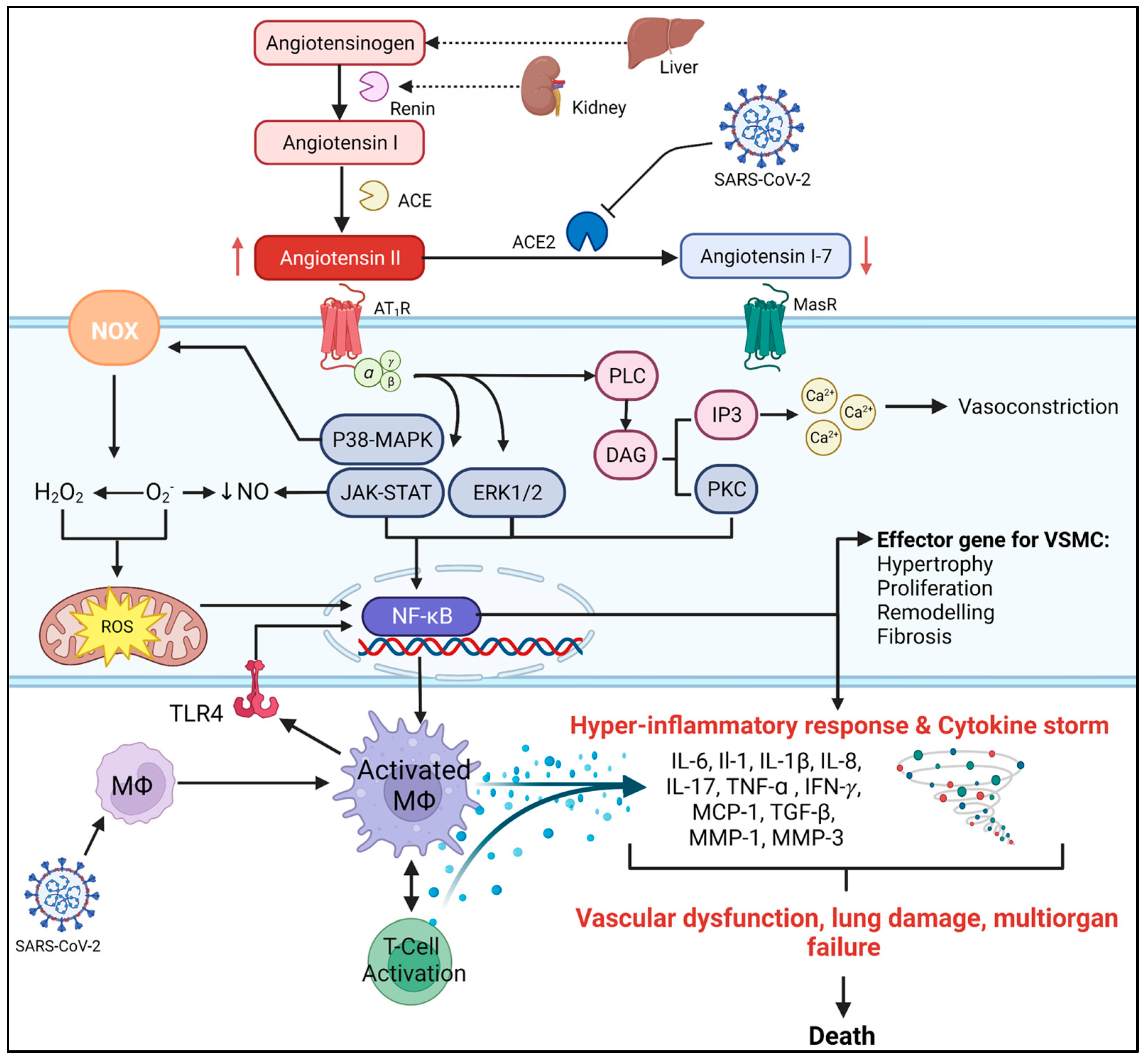 Biomolecules | Free Full-Text | Role of Angiotensin II in Cardiovascular  Diseases: Introducing Bisartans as a Novel Therapy for Coronavirus 2019