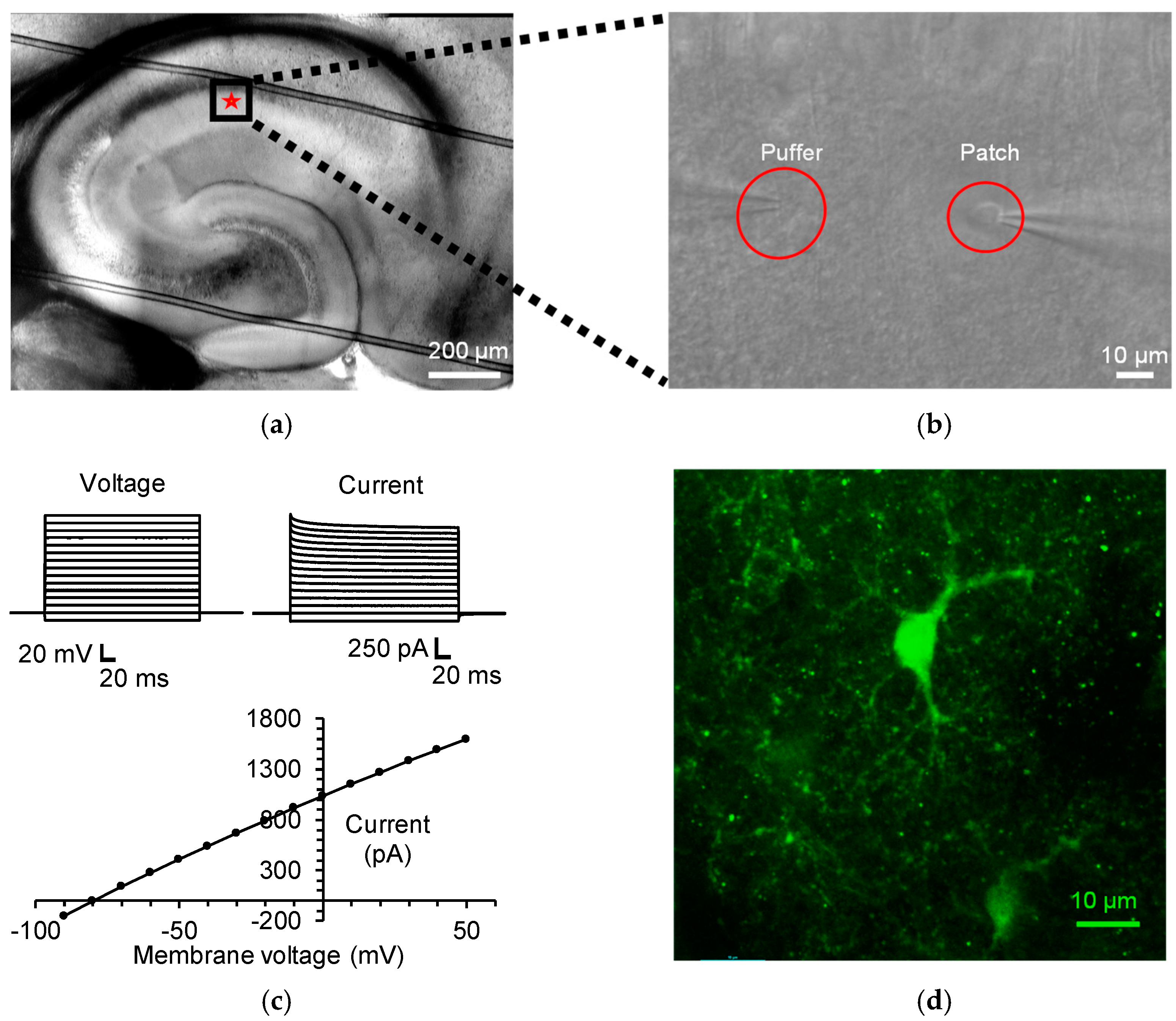 d-Amino Acid Levels in Perfused Mouse Brain Tissue and Blood: A Comparative  Study