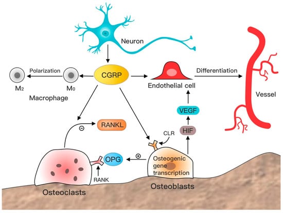 Biomolecules | Free Full-Text | Research Progress In Calcitonin Gene ...