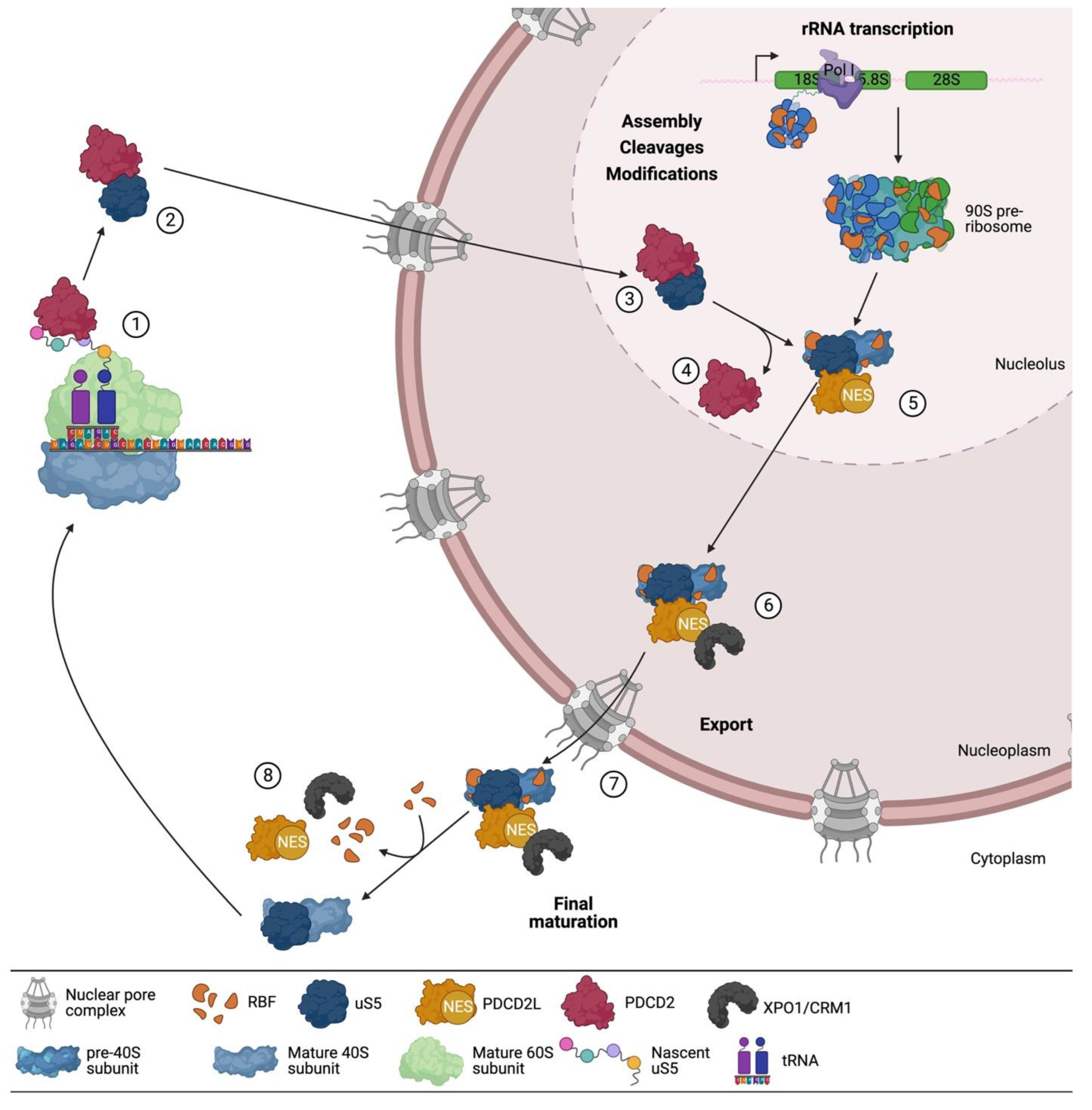 Biomolecules 13 00853 g004