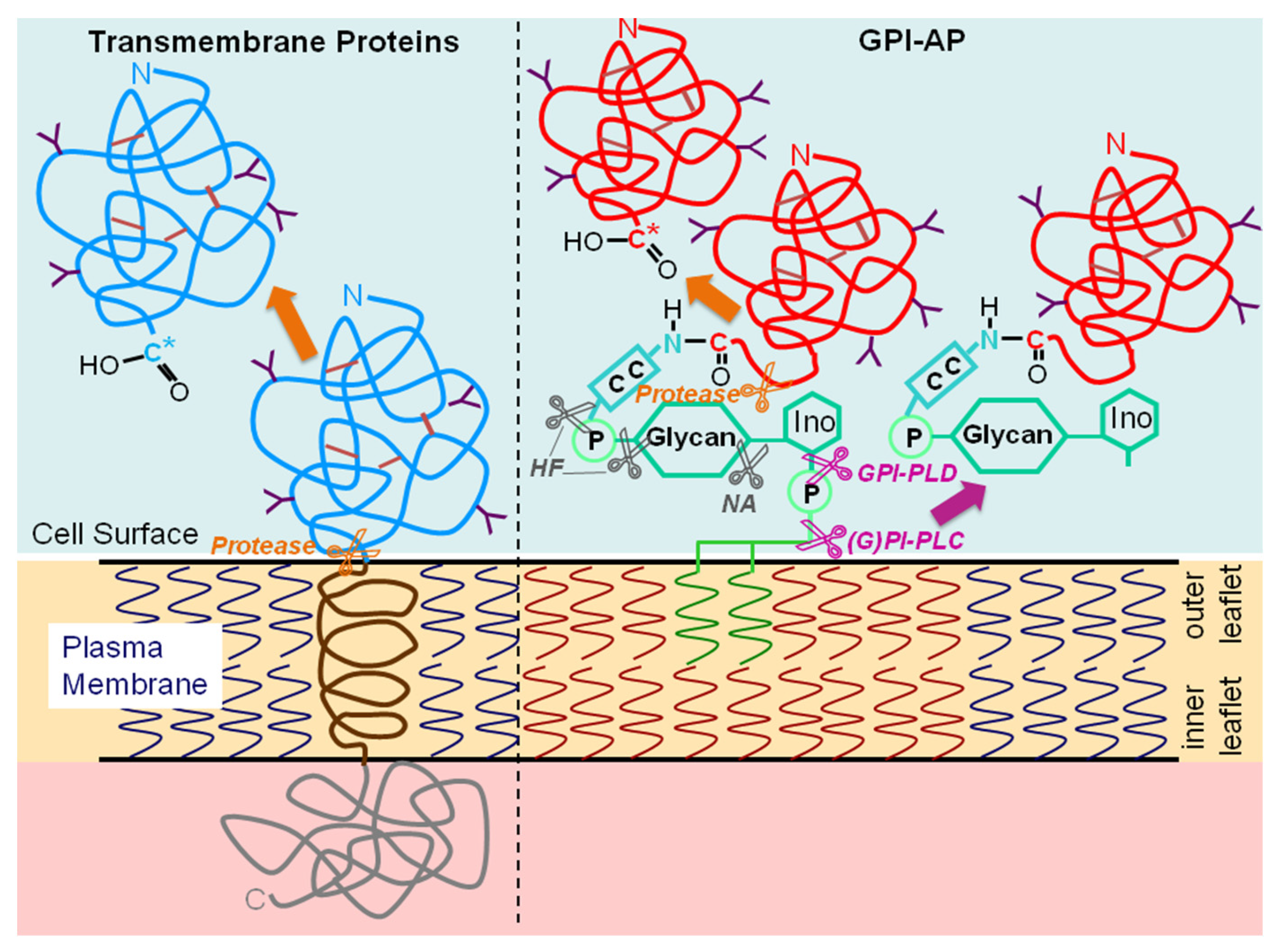 Biomolecules 13 00855 g004 Biomolecules 13 00855 g004