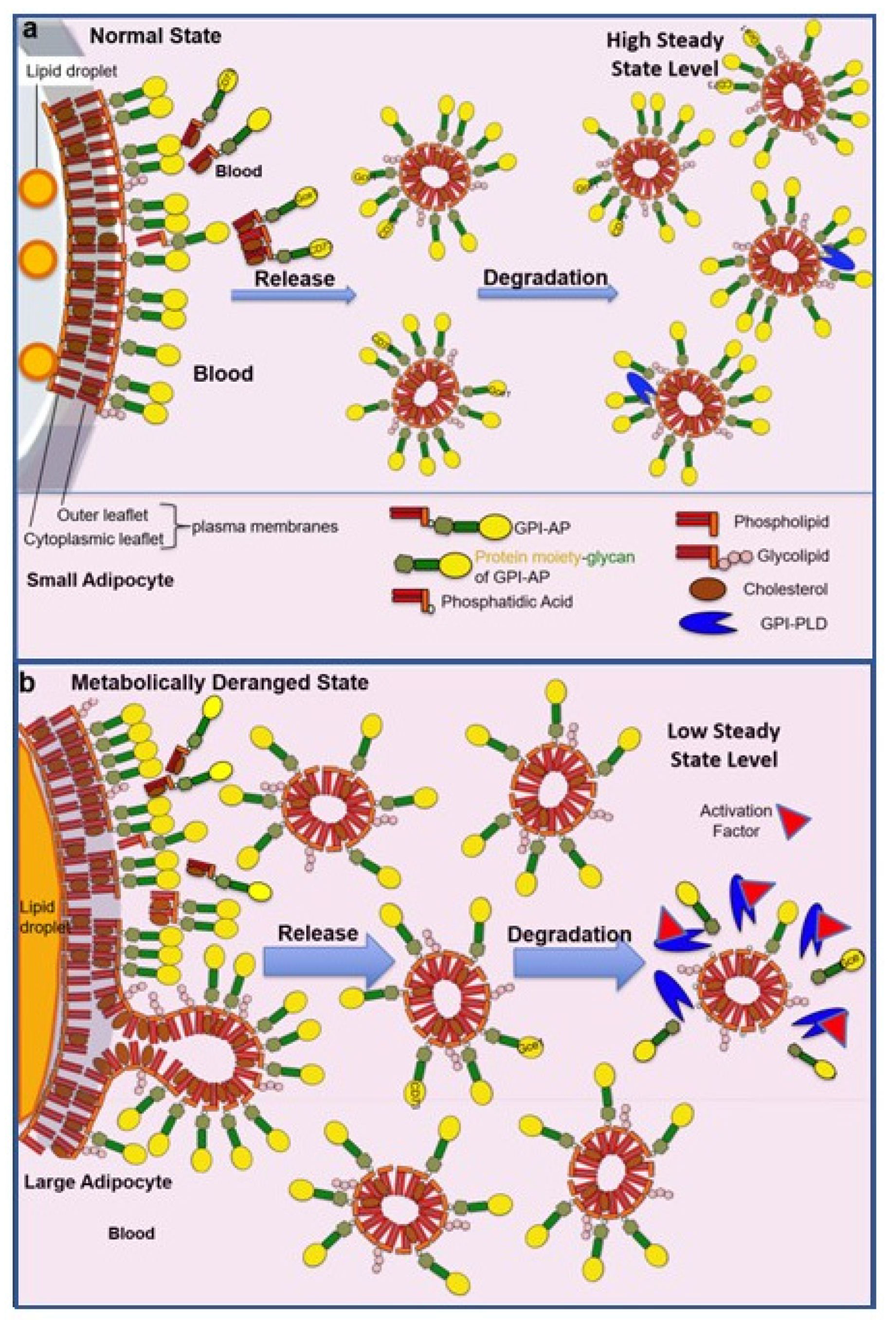 Biomolecules 13 00855 g006 Biomolecules 13 00855 g006