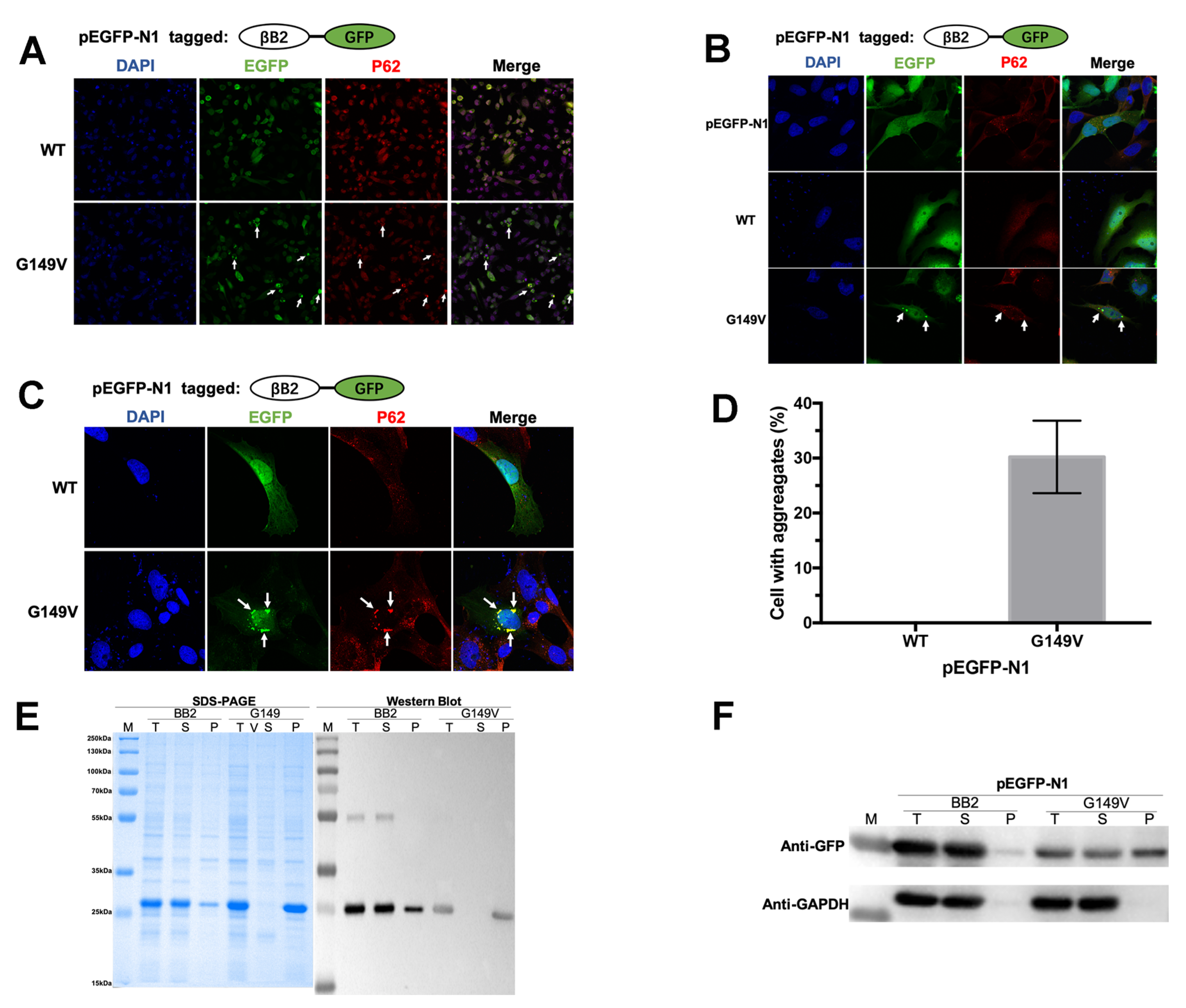 Biomolecules 13 00864 g002 Biomolecules 13 00864 g002