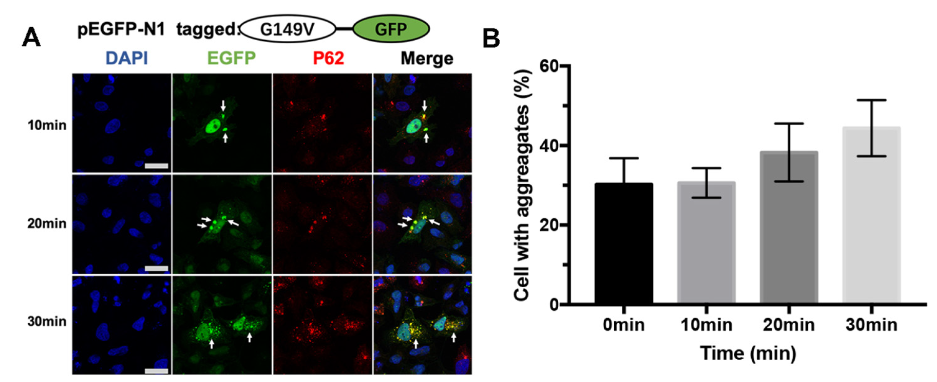 Biomolecules 13 00864 g004 Biomolecules 13 00864 g004