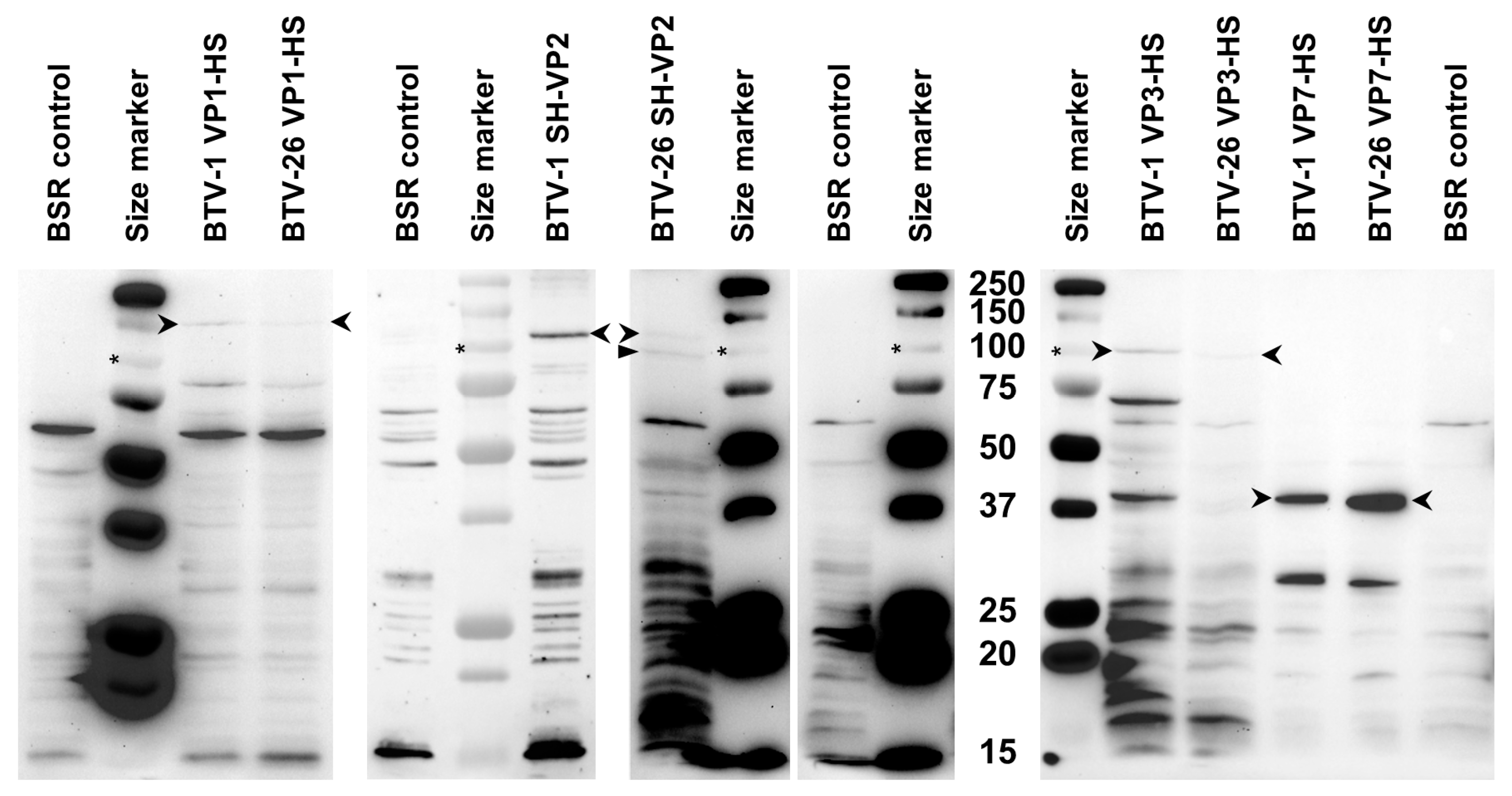 Biomolecules 13 00878 g004