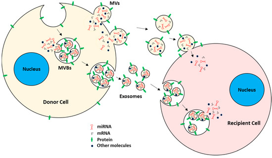 Biomolecules | Free Full-Text | The Role of Extracellular Vesicles 
