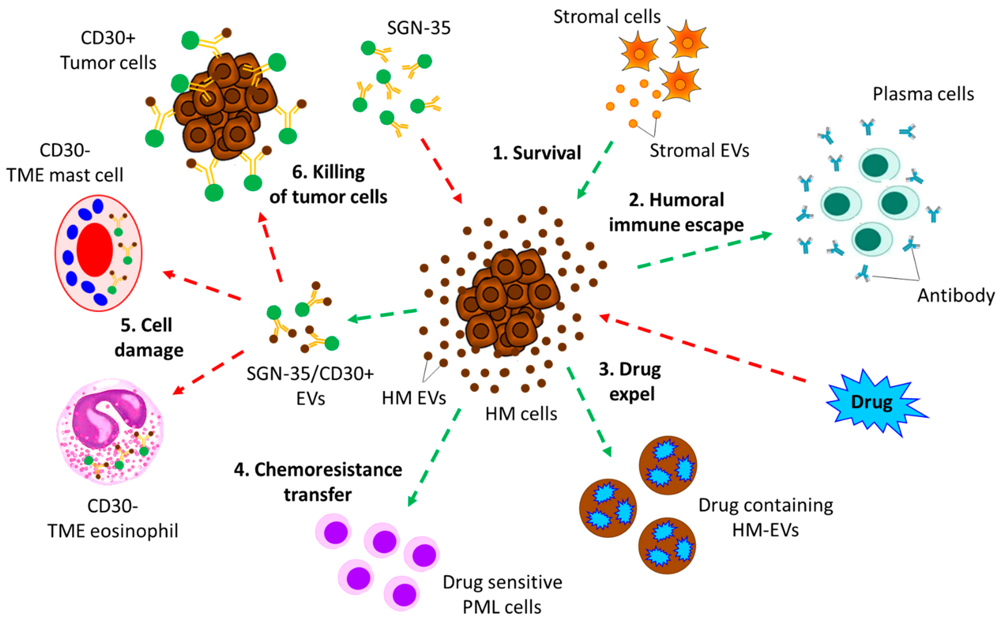 Biomolecules | Free Full-Text | The Role of Extracellular Vesicles 