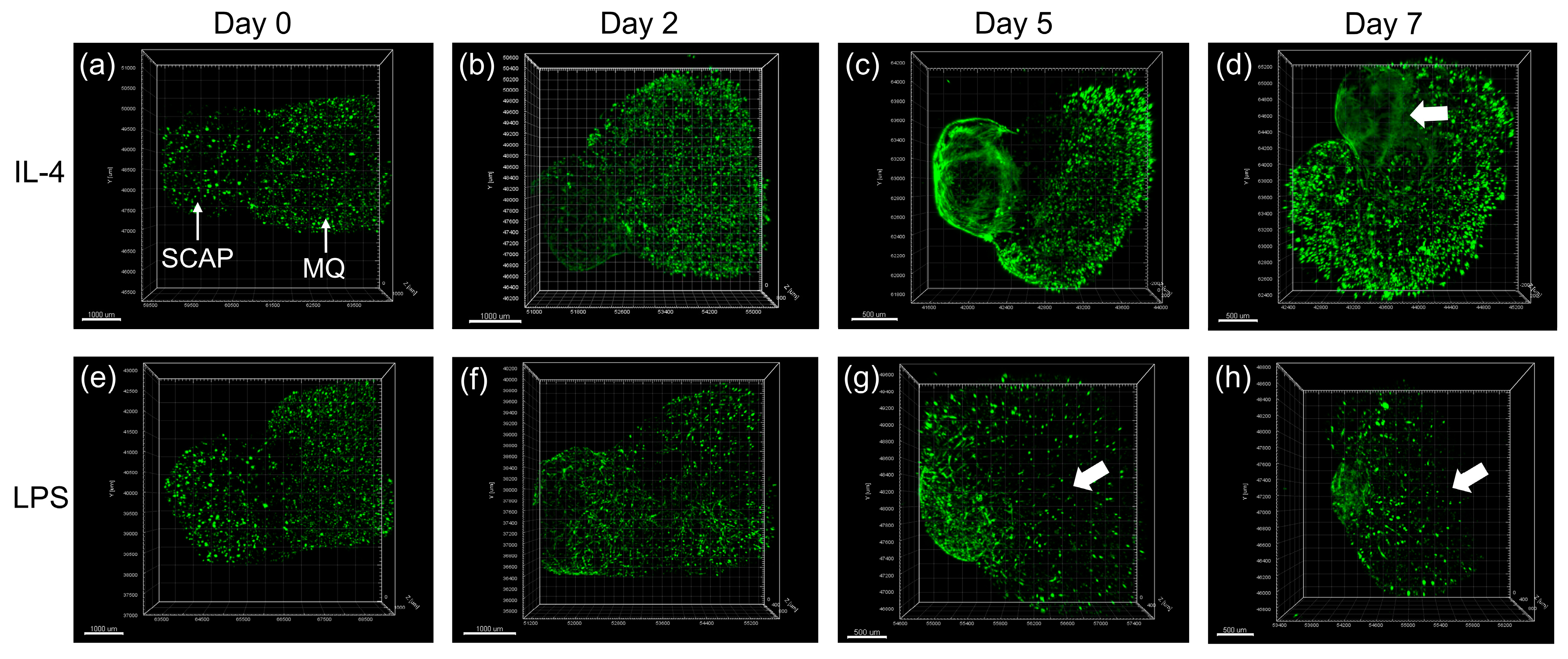 Biomolecules 13 00900 g002 Biomolecules 13 00900 g002