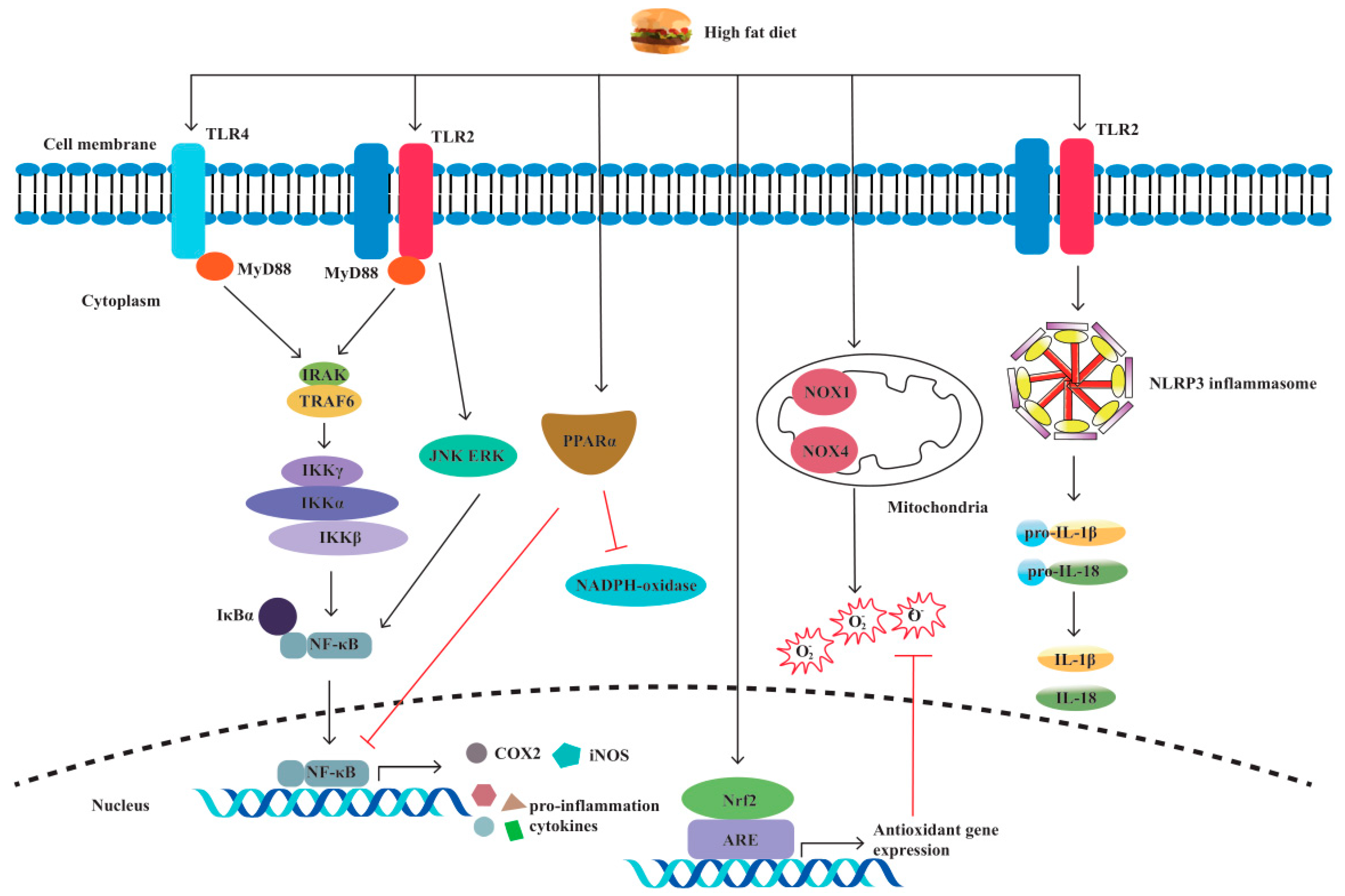 Biomolecules | Free Full-Text | The Effects of a High-Fat Diet on ...