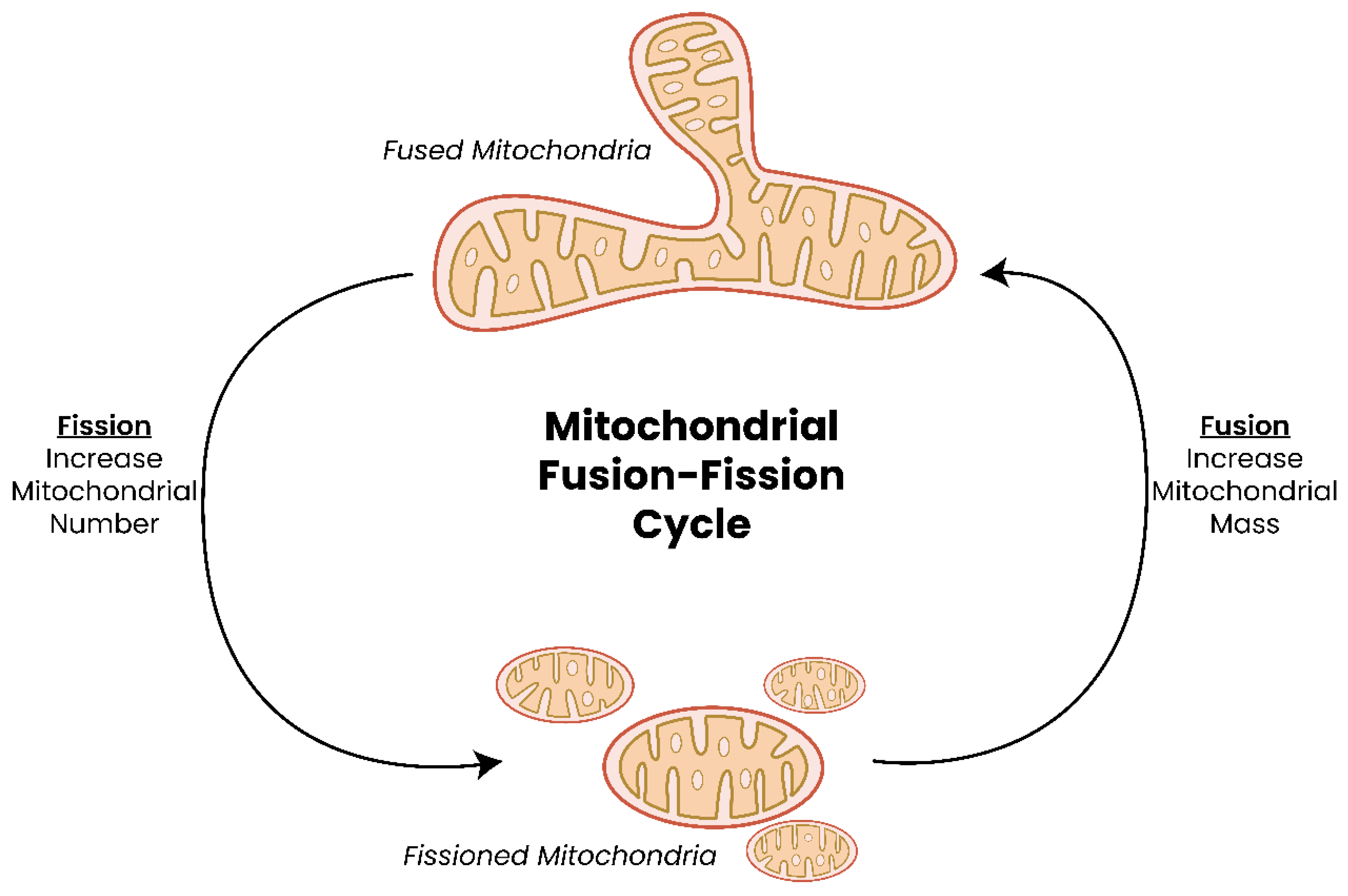 Biomolecules 13 00944 g002 Biomolecules 13 00944 g002