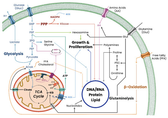 Biomolecules | Free Full-Text | The Interplay between Dysregulated 