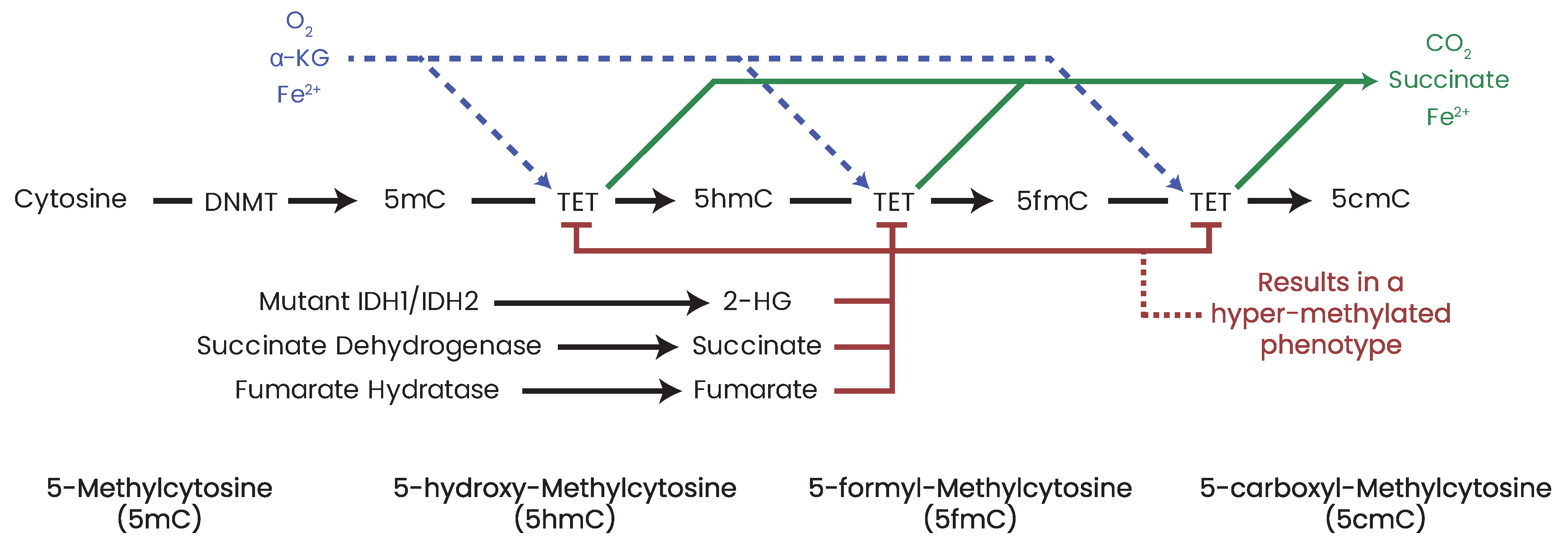 Biomolecules 13 00944 g012 Biomolecules 13 00944 g012
