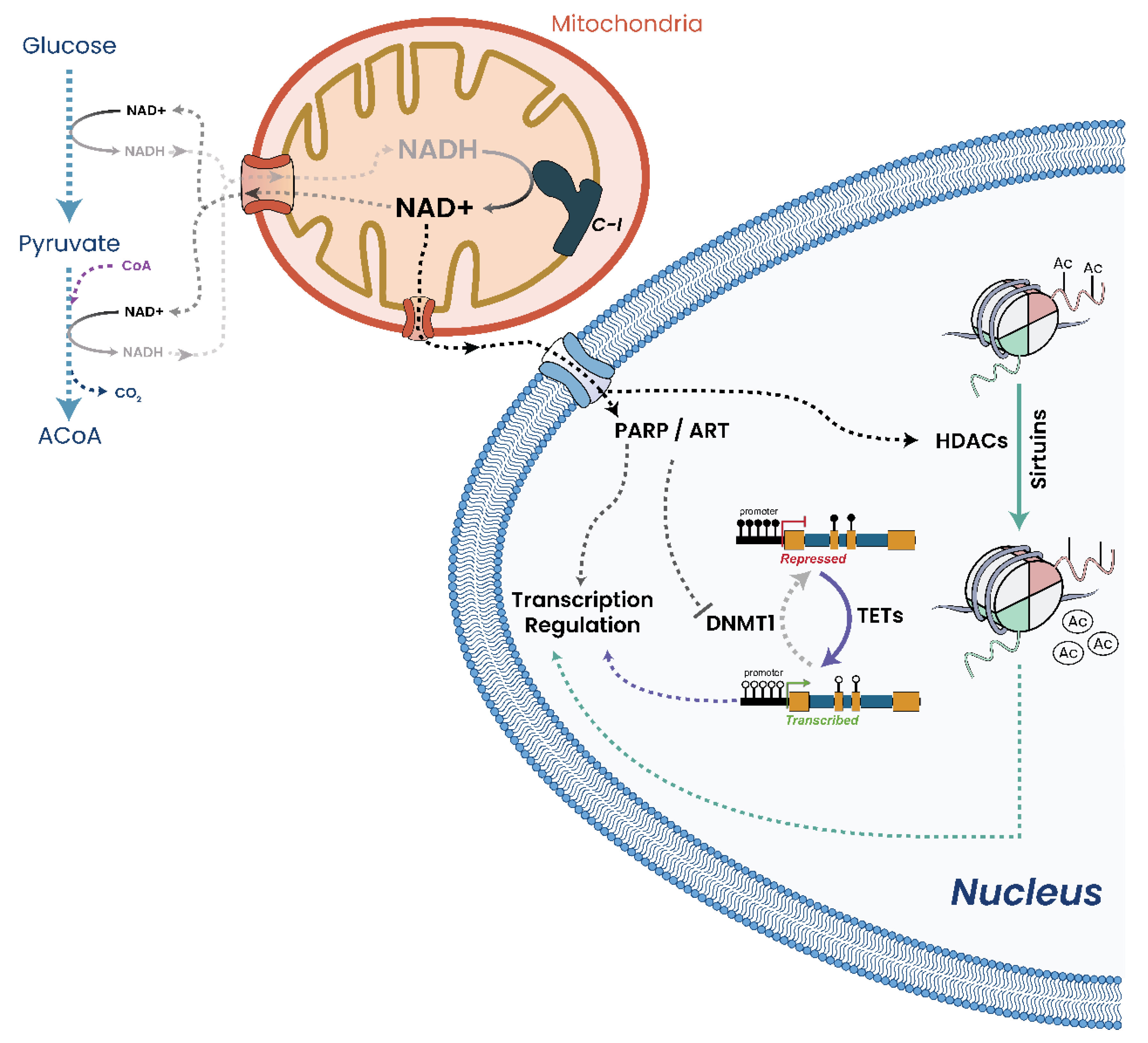 Biomolecules 13 00944 g015 Biomolecules 13 00944 g015