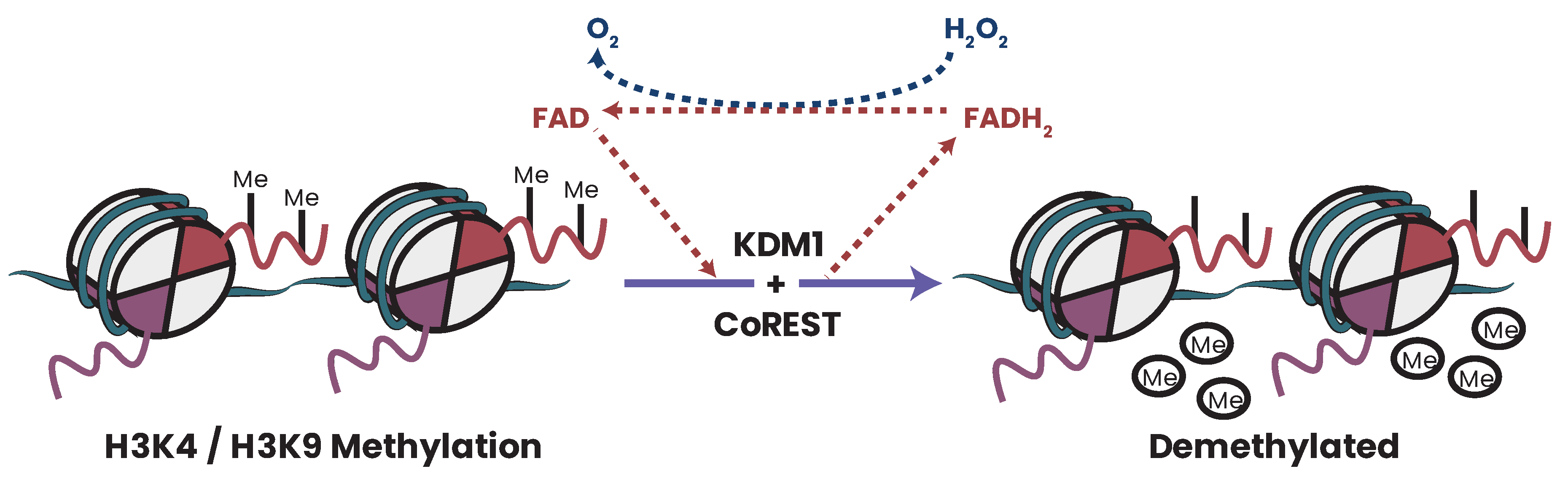 Biomolecules 13 00944 g017 Biomolecules 13 00944 g017