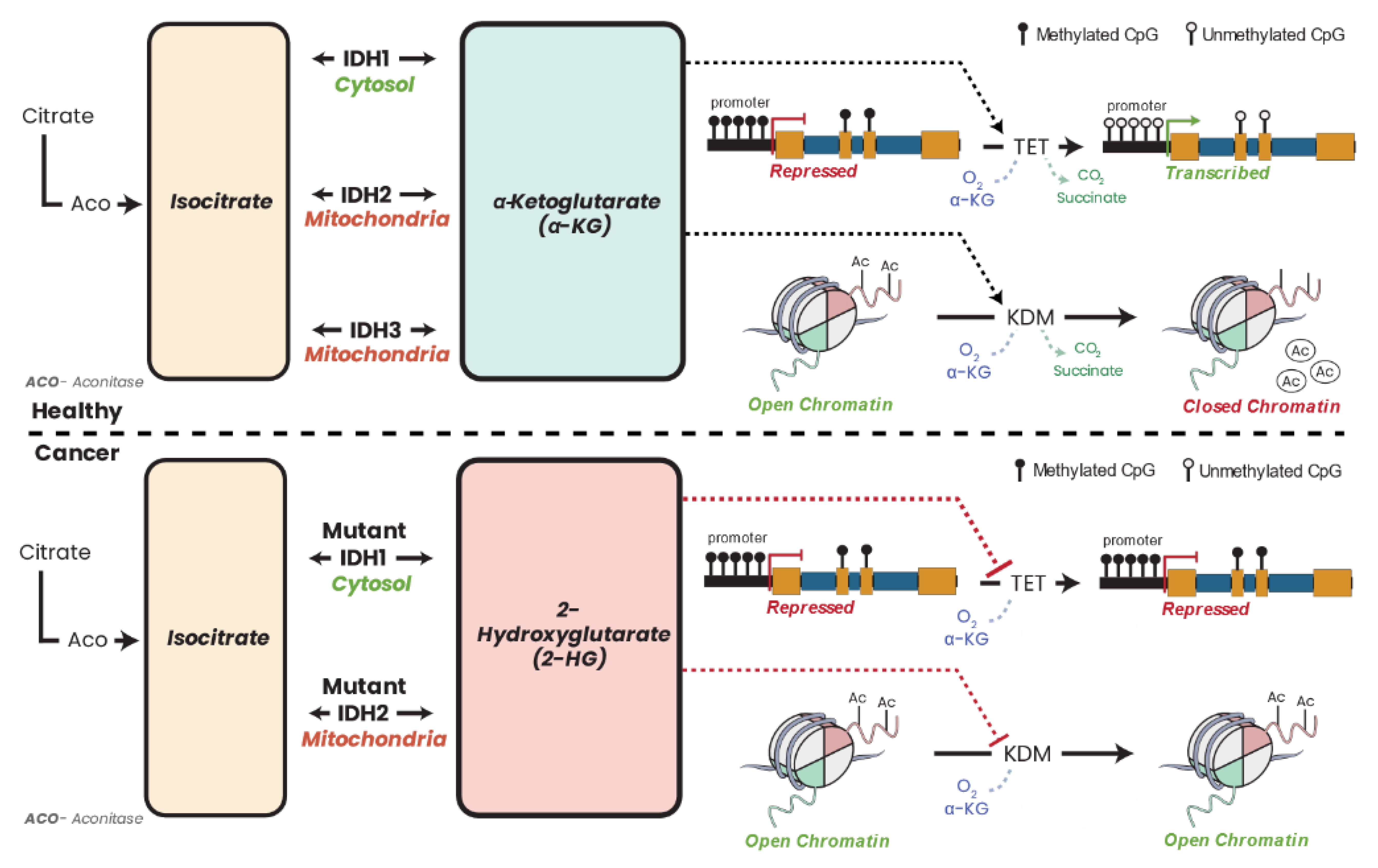 Biomolecules 13 00944 g018 Biomolecules 13 00944 g018