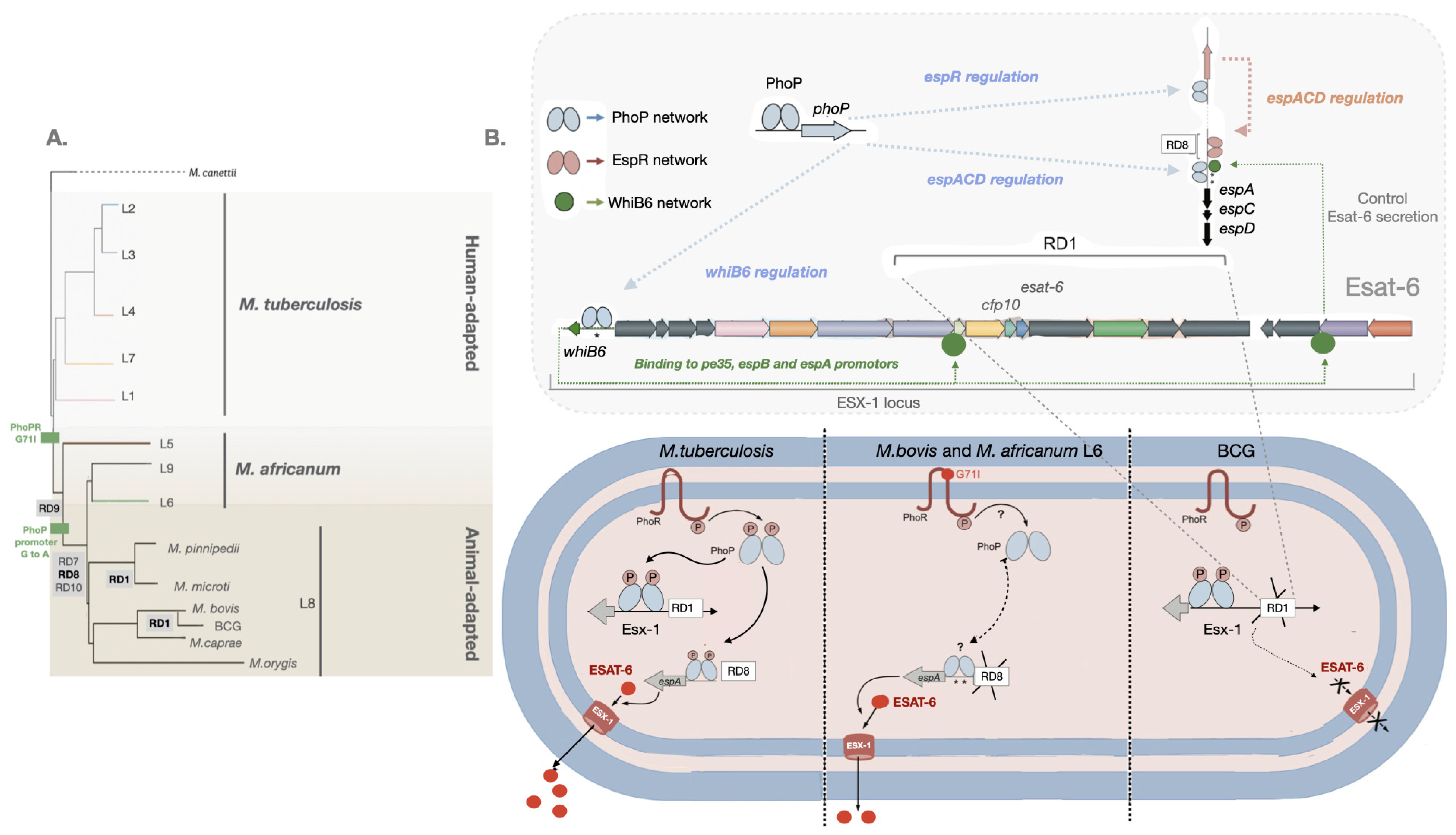 Biomolecules 13 00968 g001 Biomolecules 13 00968 g001