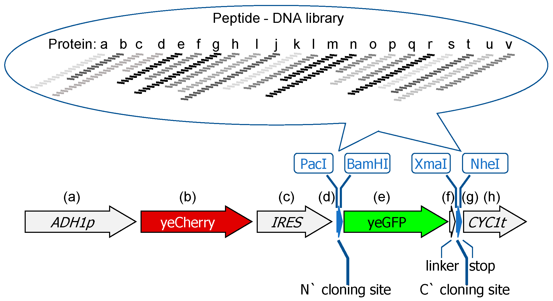 Biomolecules Free Full Text yGPS P A Yeast Based Peptidome