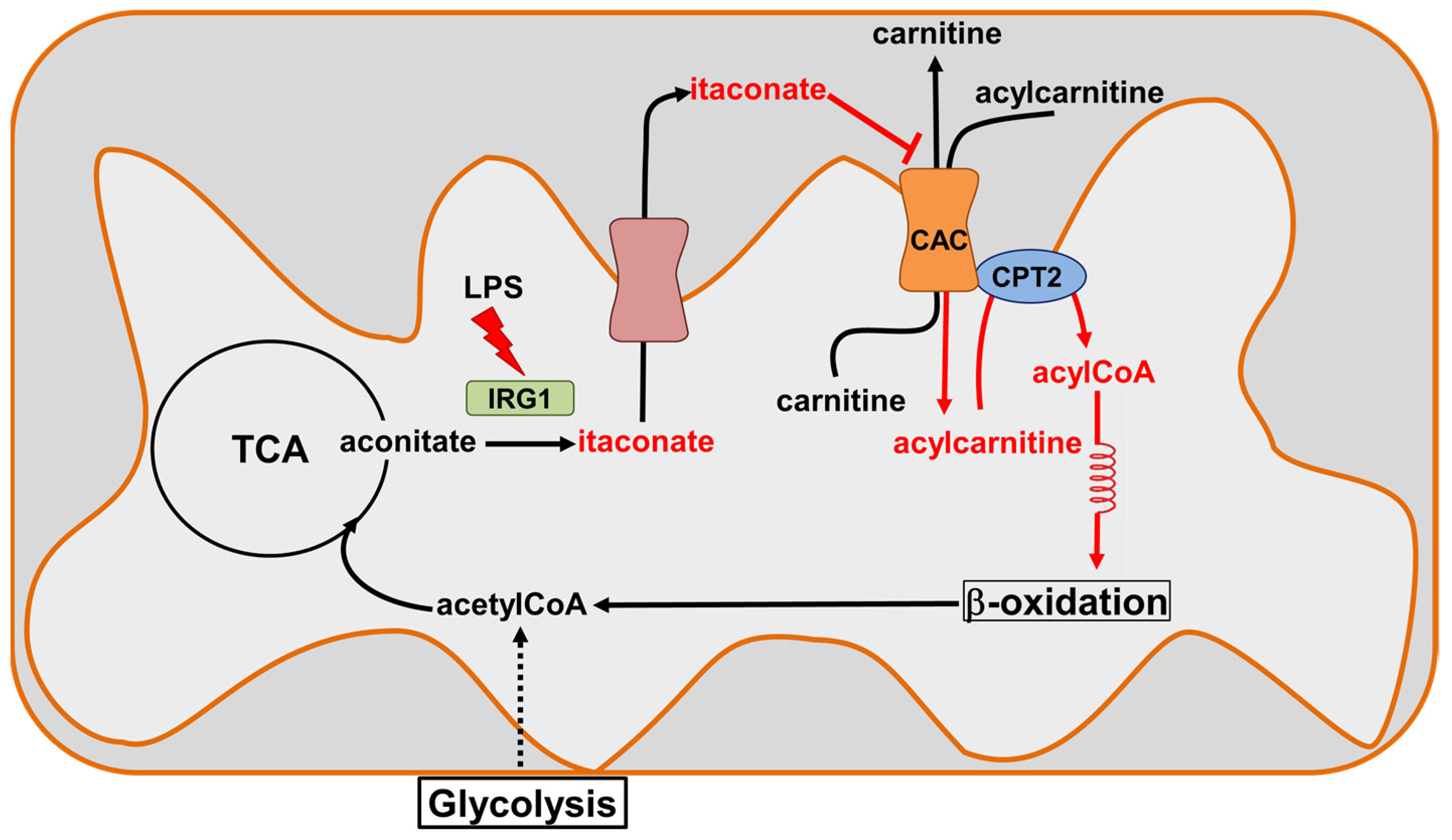 Biomolecules 13 00993 g011 Biomolecules 13 00993 g011