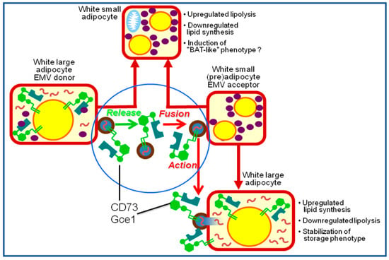 Biomolecules | Free Full-Text | (Patho)Physiology of