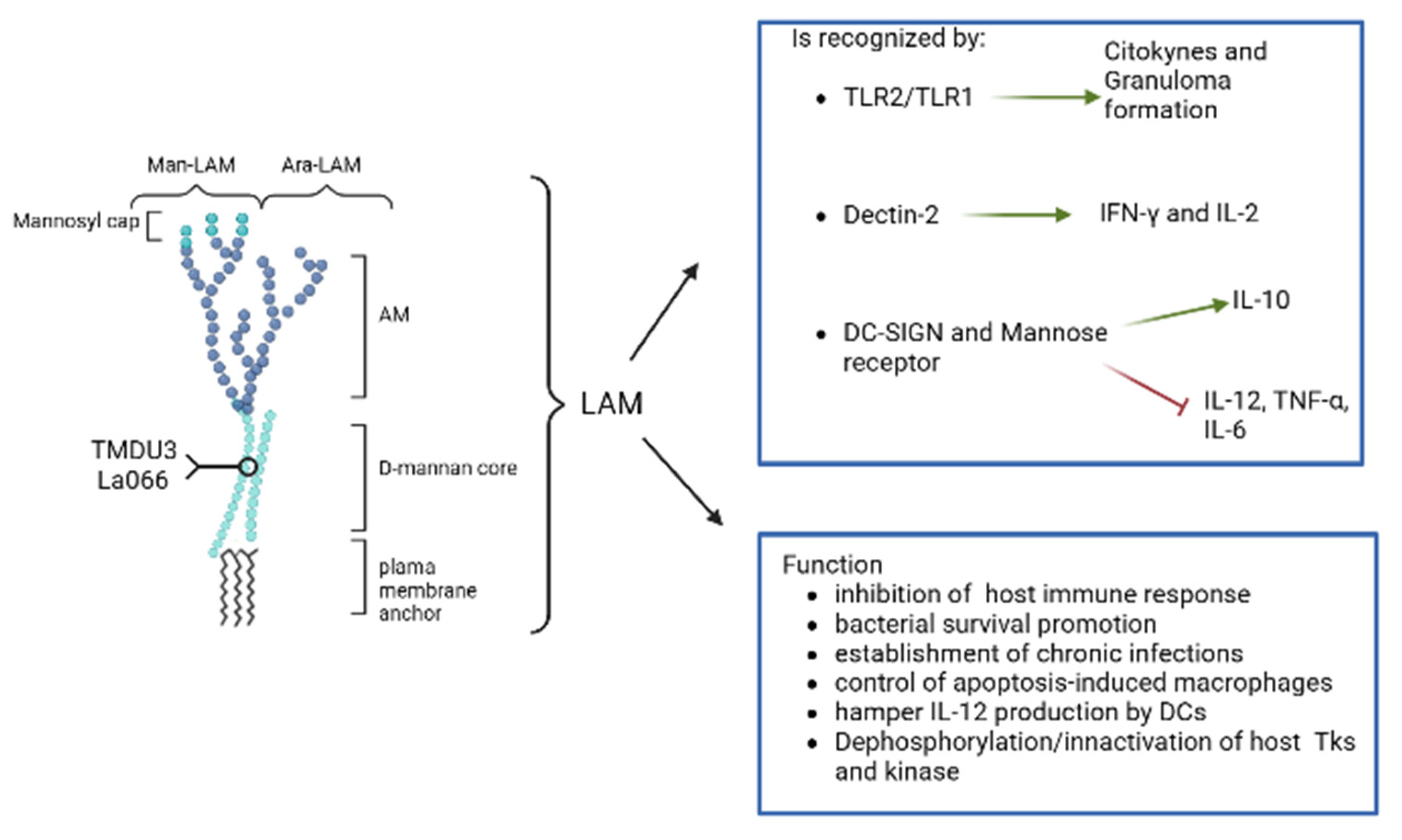 Biomolecules 13 00999 g002 Biomolecules 13 00999 g002